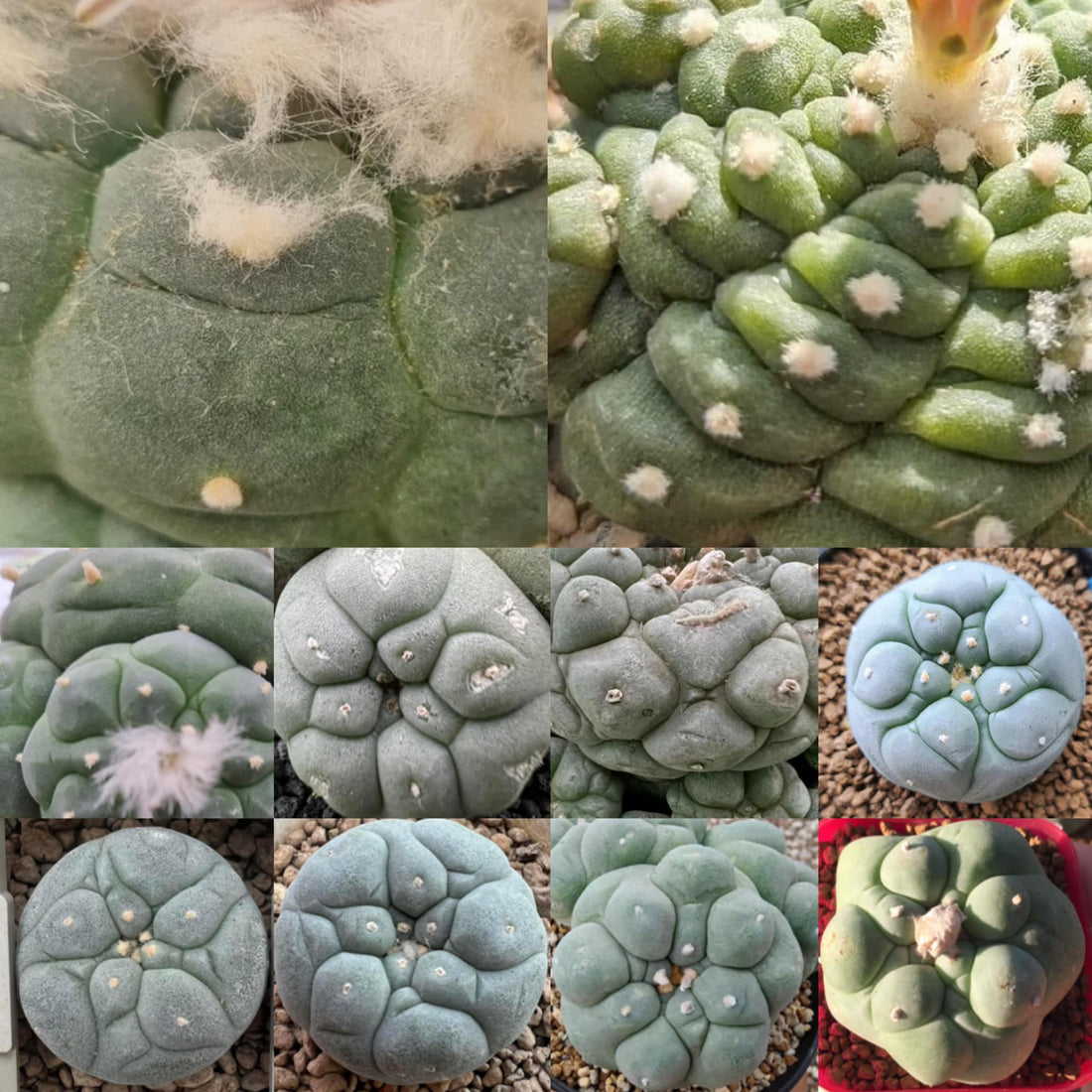 Identifying Lophophora fricii ribs can be challenging