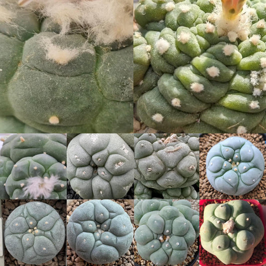 Identifying Lophophora fricii ribs can be challenging