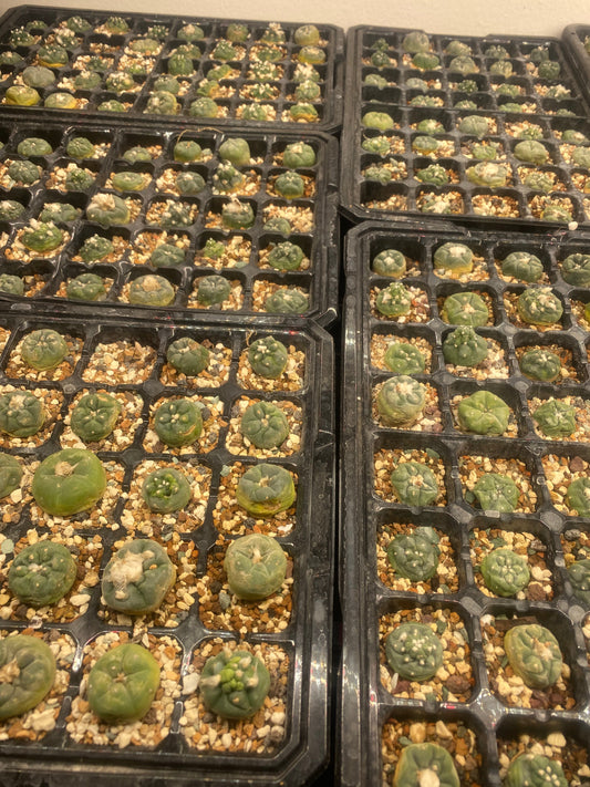 Sacred Cactus Sale – March 1st in Lakewood, CO!