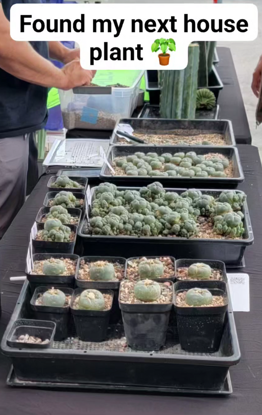 Sacred Cactus Sale! – San Pedro & Legal Lophophora Cacti on March 22nd!