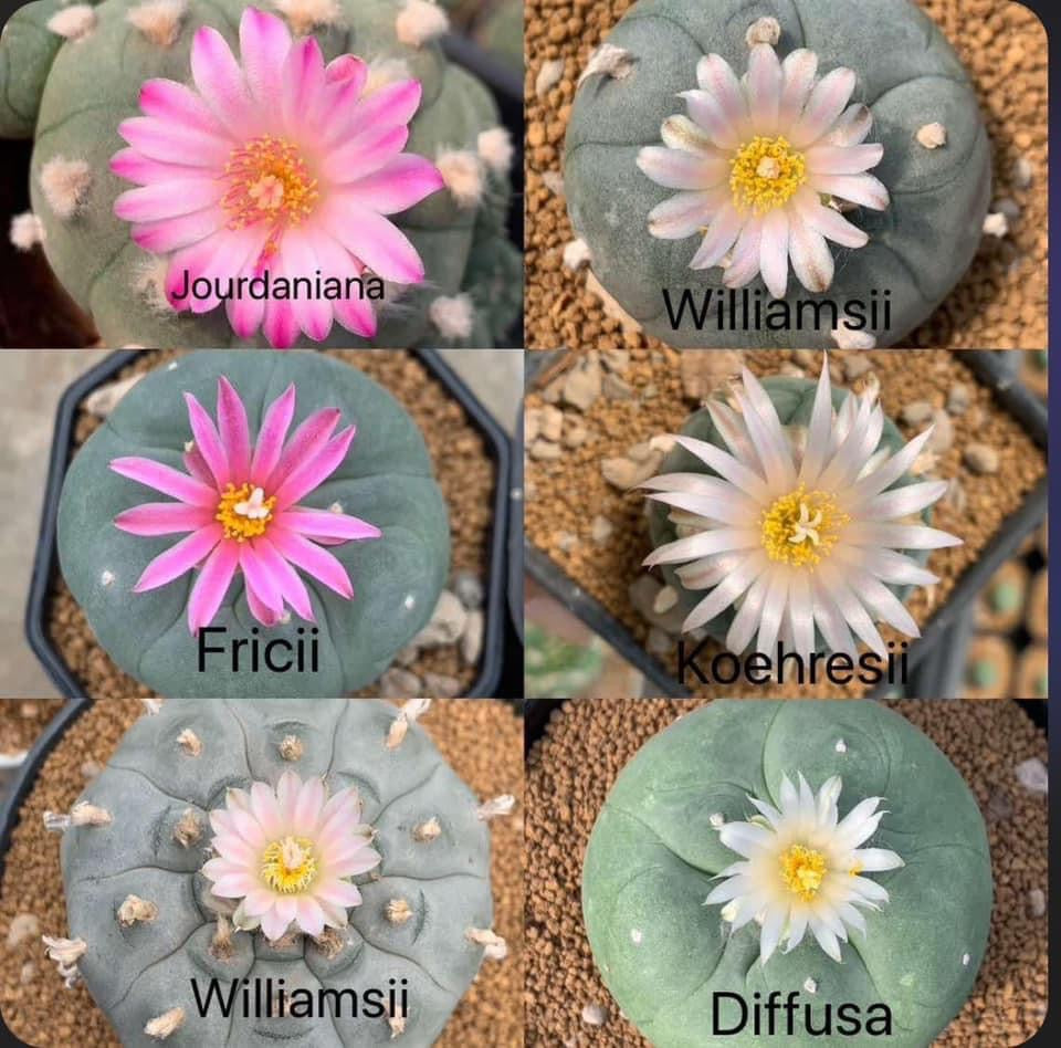 Exploring the Fascinating World of Lophophora: Origins and Varieties