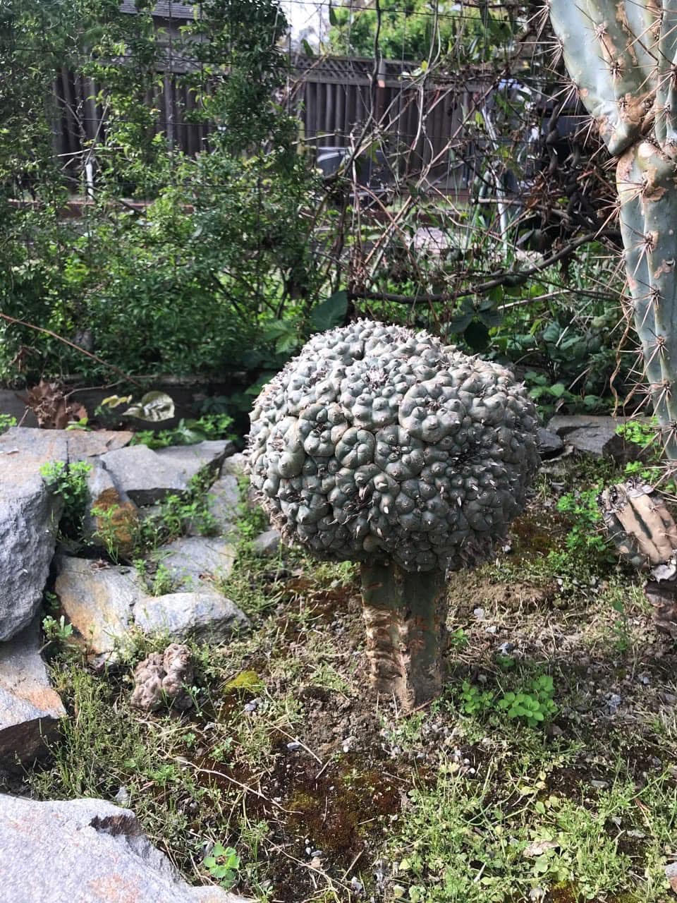 The Benefits of Grafting Lophophora