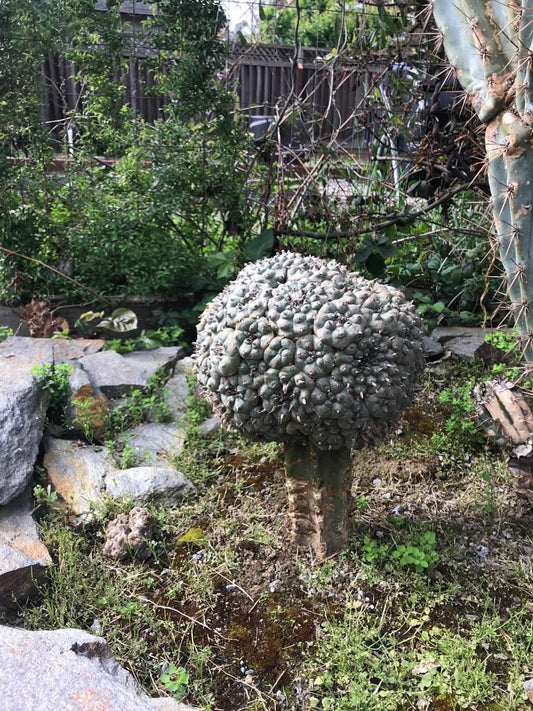 The Benefits of Grafting Lophophora