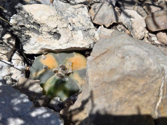 Variegated Lophophora in Nature