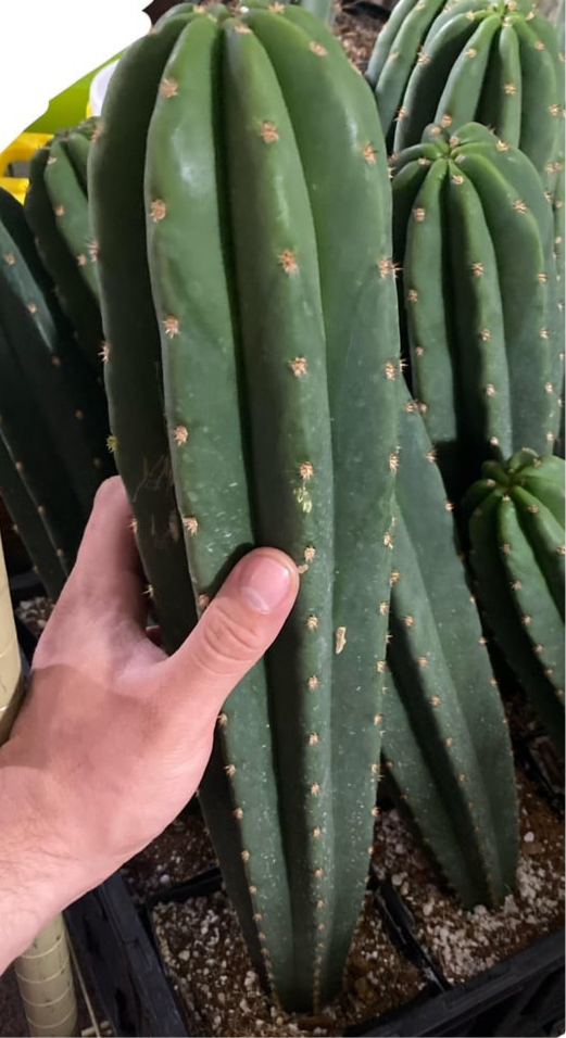 Big San Pedro