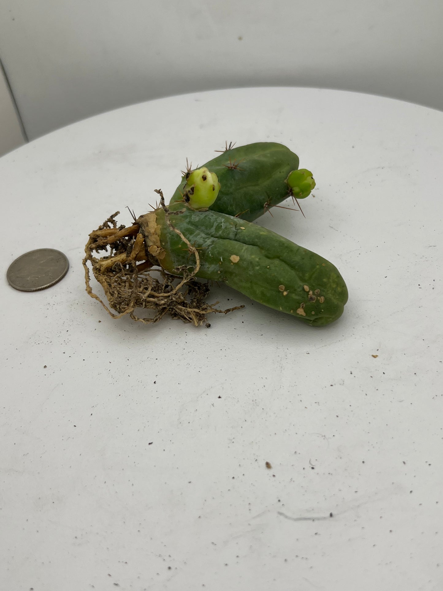 Trichocereus Bridgesii Monstrose (TBM Short Form) 3 nodes- Rooted Plant