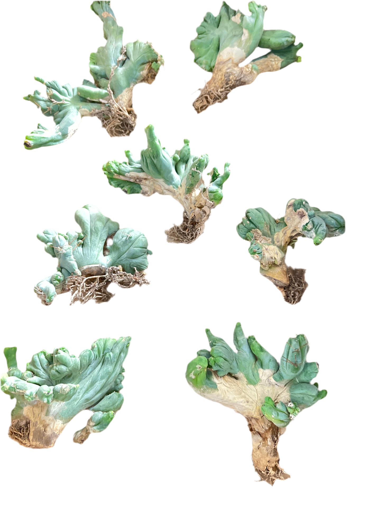 Trichocereus Bridgesii Monstrose Crested (TBM Crested) - Rooted Plant