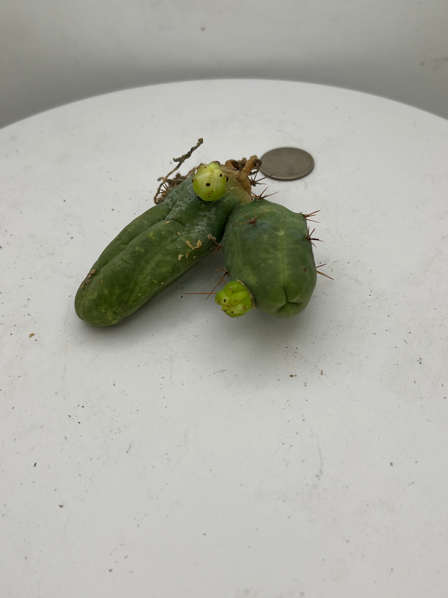 Trichocereus Bridgesii Monstrose (TBM Short Form) 3 nodes- Rooted Plant