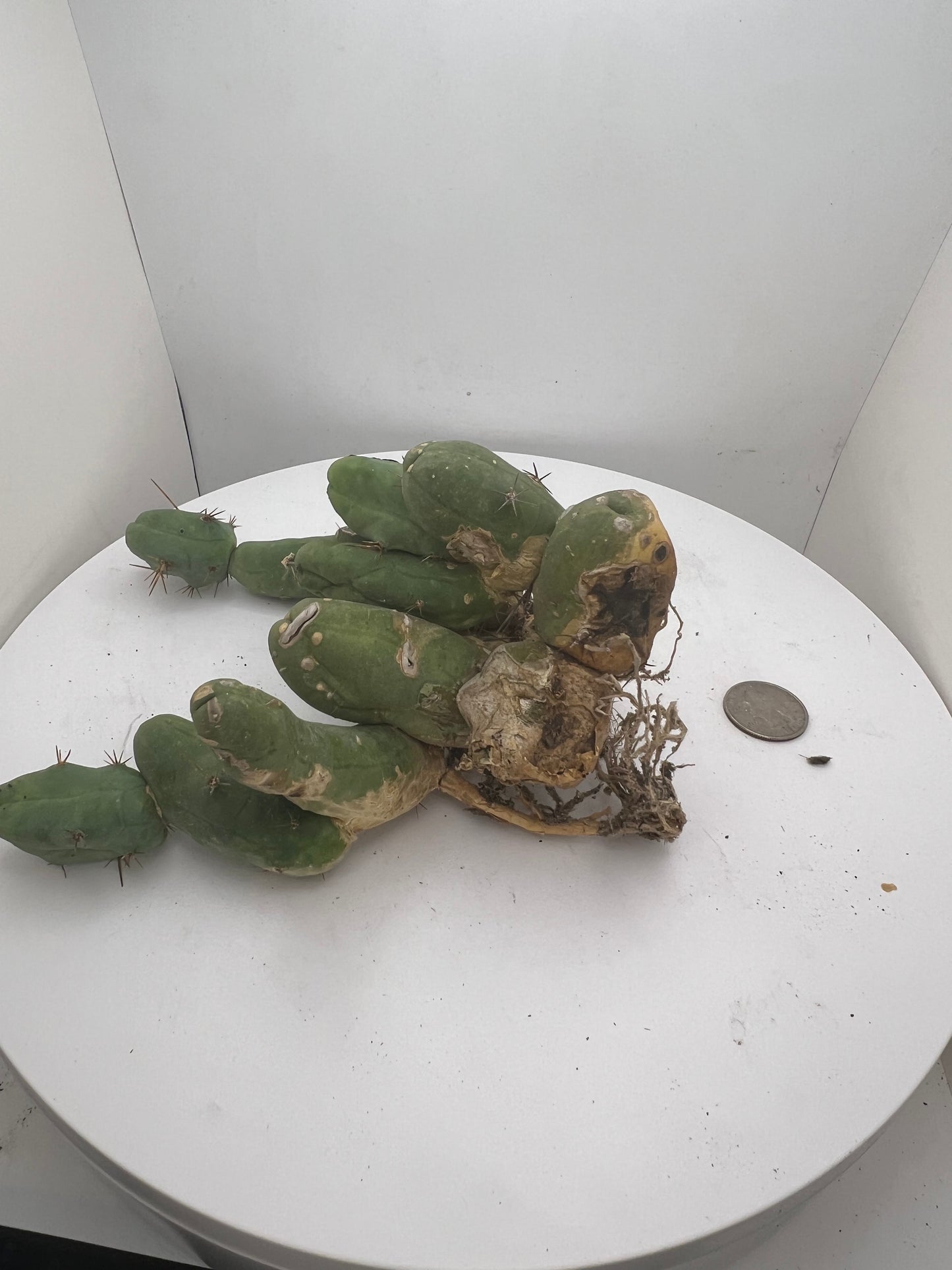 Trichocereus Bridgesii Monstrose (TBM Short Form) 13 nodes- Rooted Plant