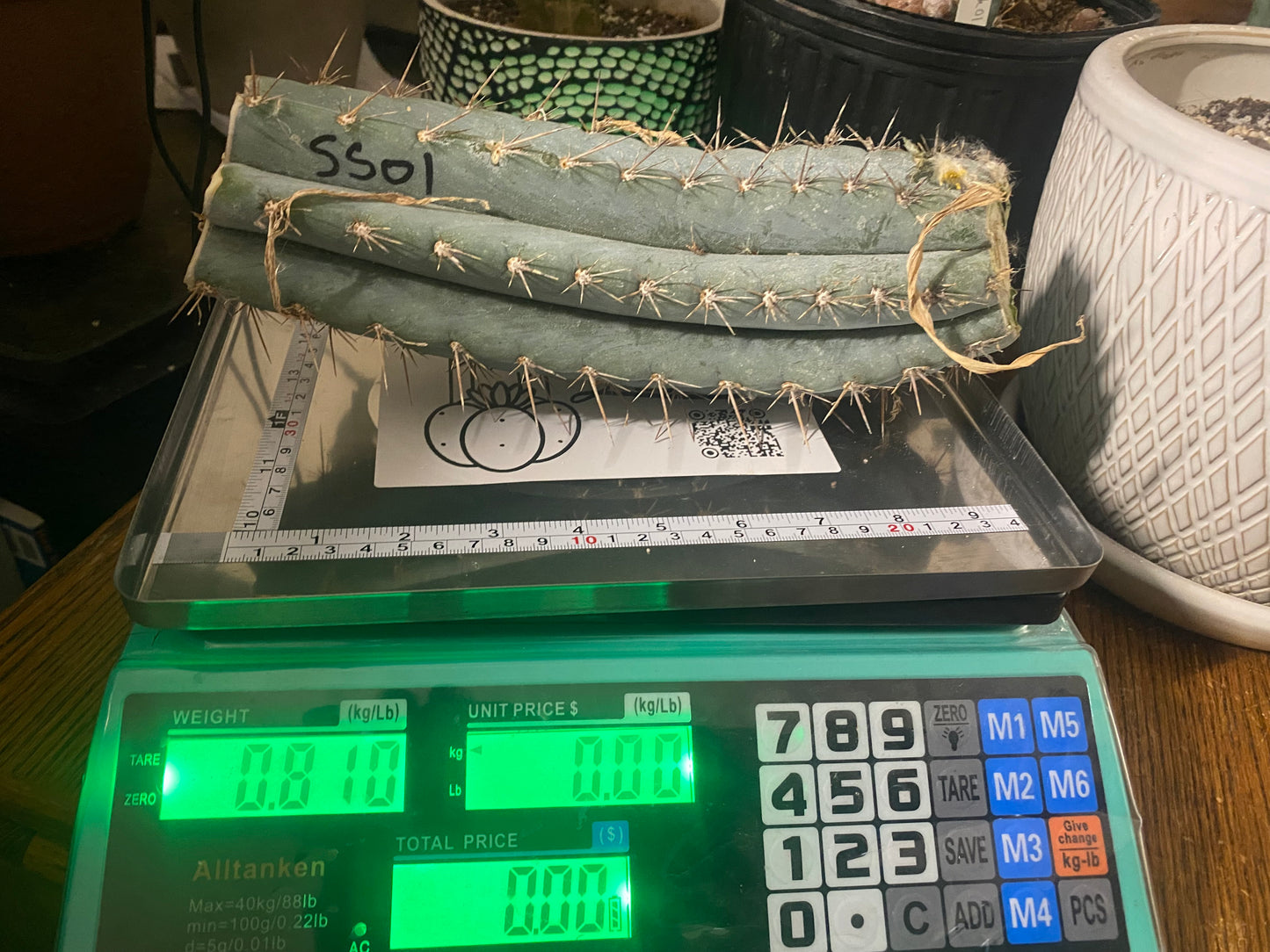SS01 Trichocereus Peruvianus