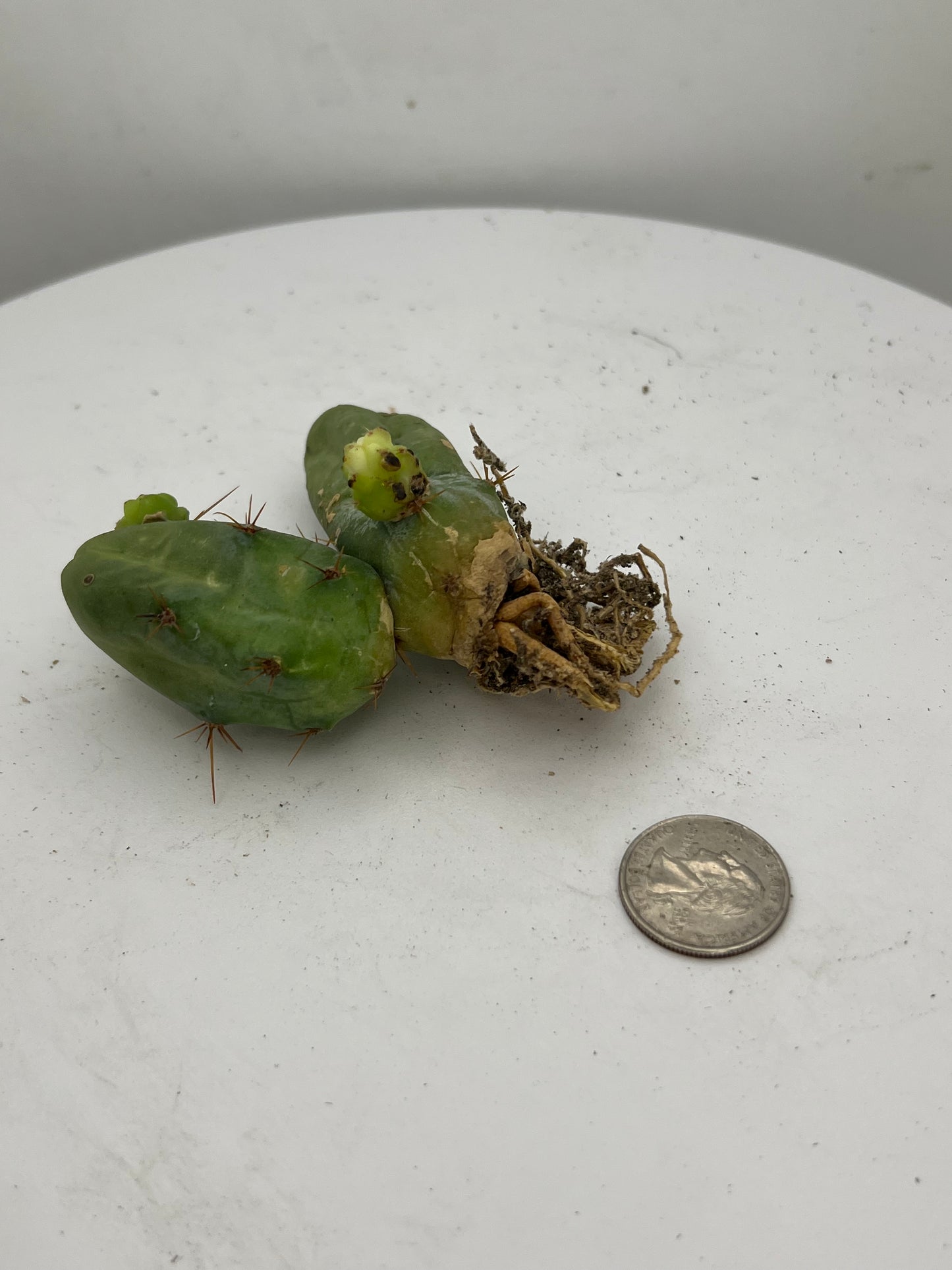 Trichocereus Bridgesii Monstrose (TBM Short Form) 3 nodes- Rooted Plant