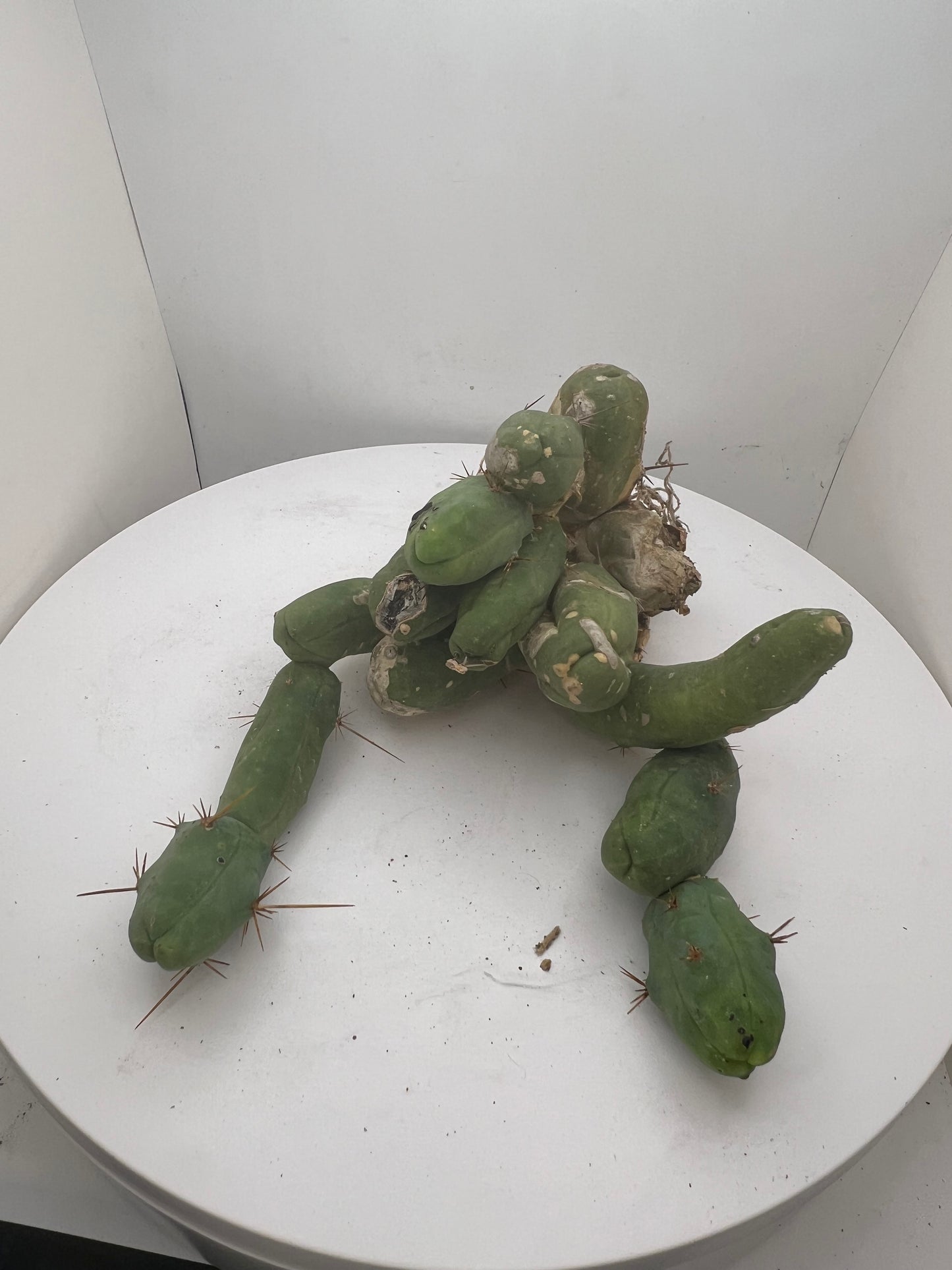 Trichocereus Bridgesii Monstrose (TBM Short Form) 13 nodes- Rooted Plant