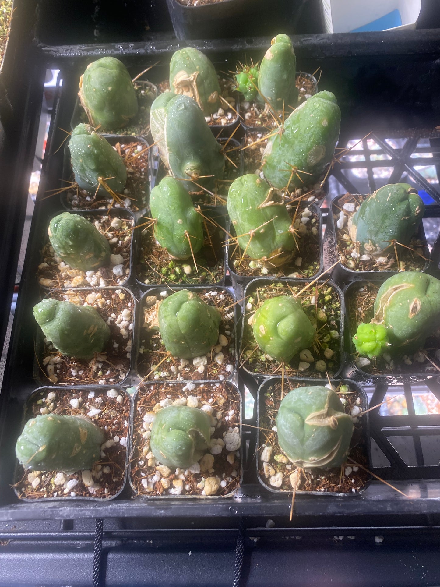 TBM Short Form (Penis Cactus) – 2” Pot