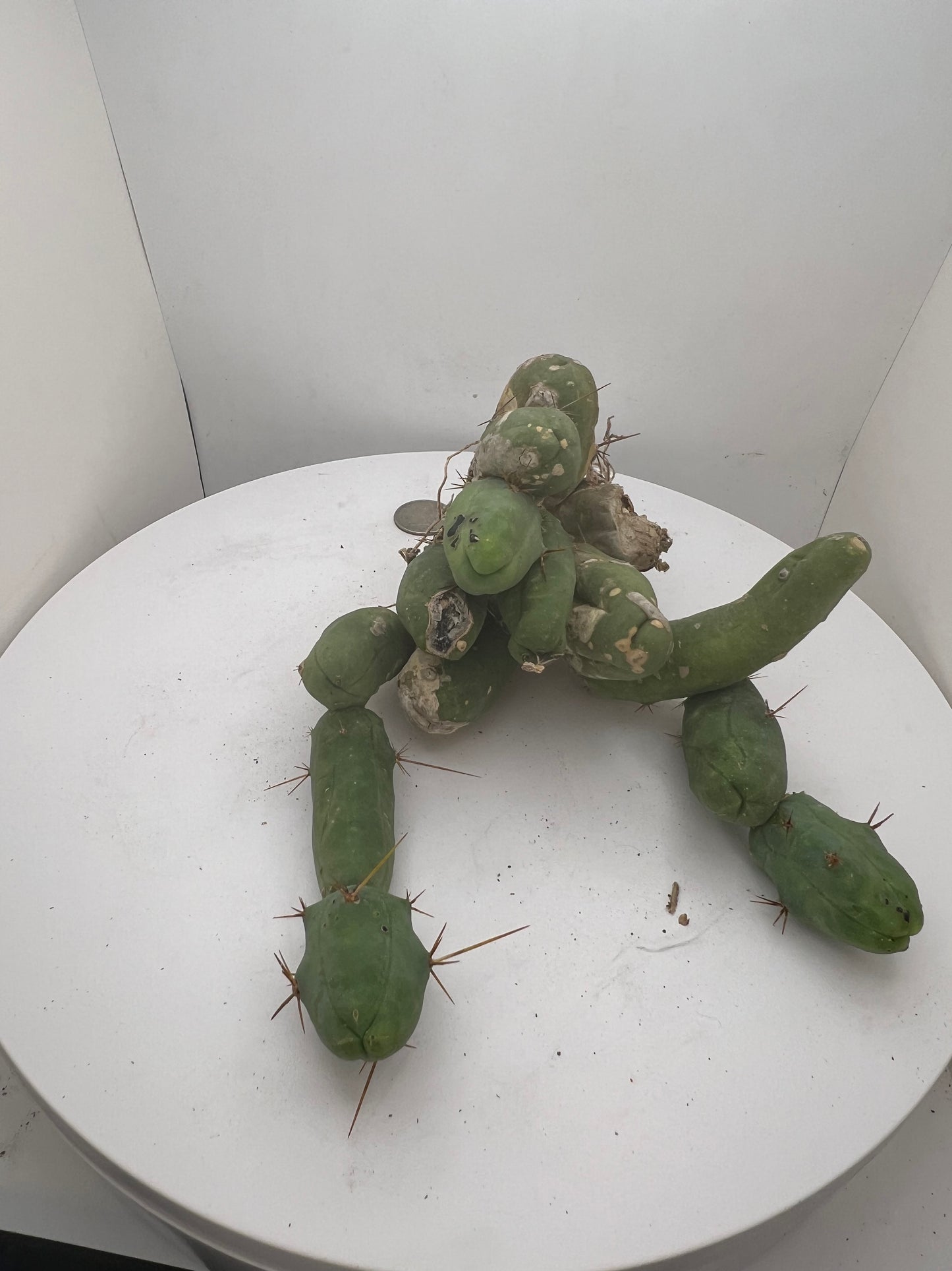 Trichocereus Bridgesii Monstrose (TBM Short Form) 13 nodes- Rooted Plant