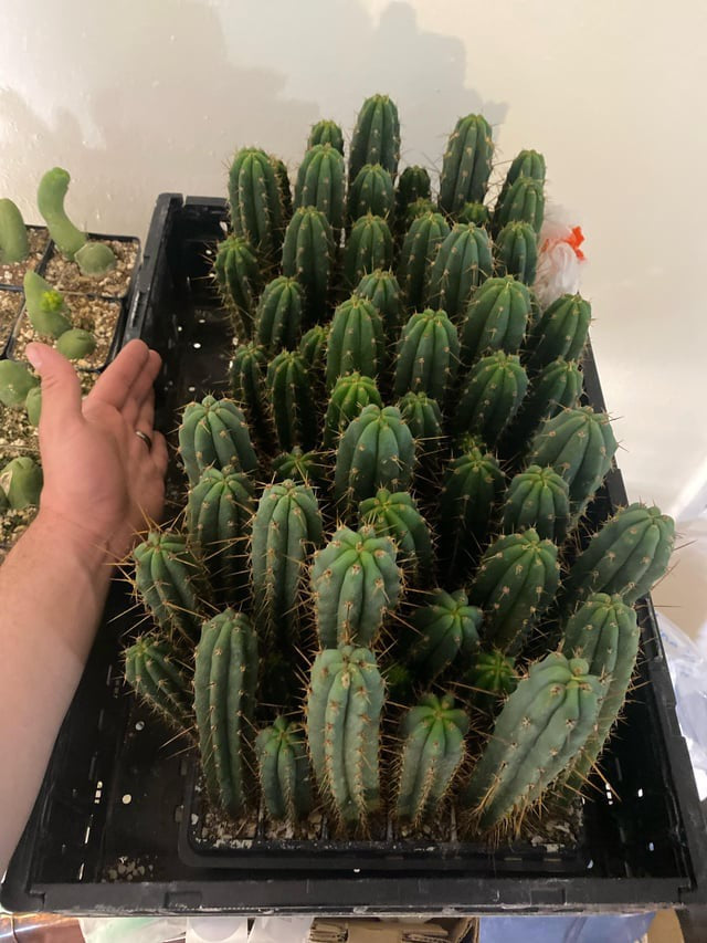 repotting san pedro cactus San Pedro needing repotting