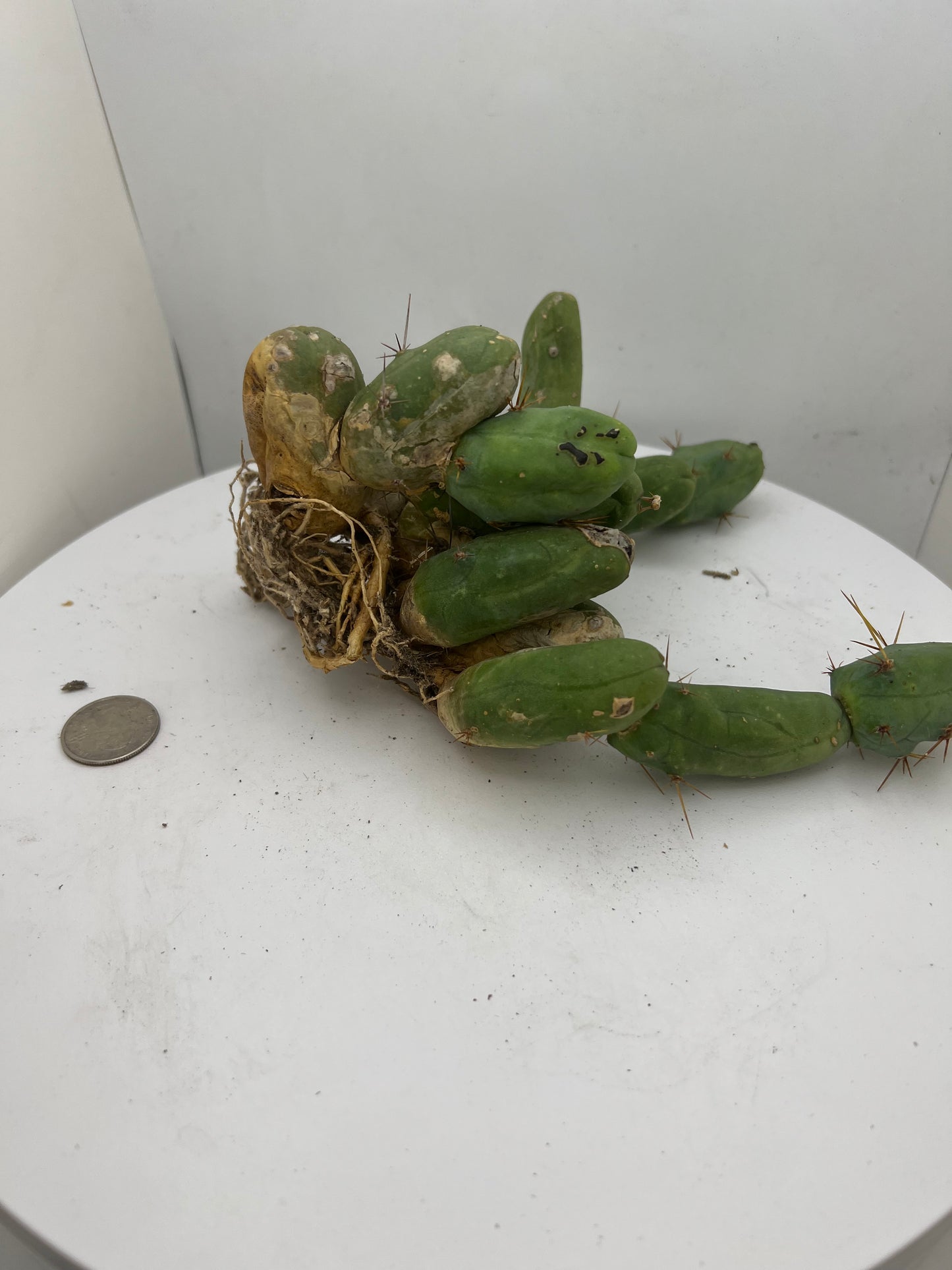 Trichocereus Bridgesii Monstrose (TBM Short Form) 13 nodes- Rooted Plant