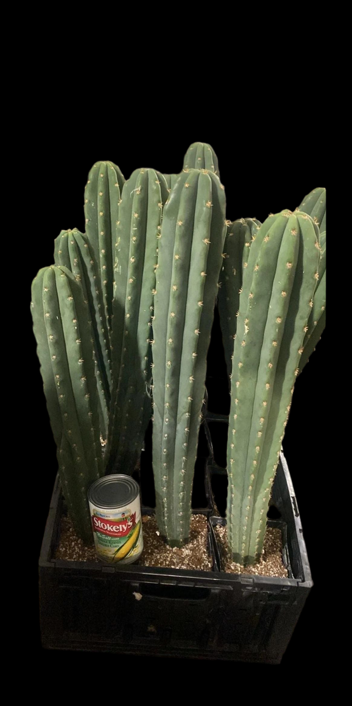 Big San Pedro