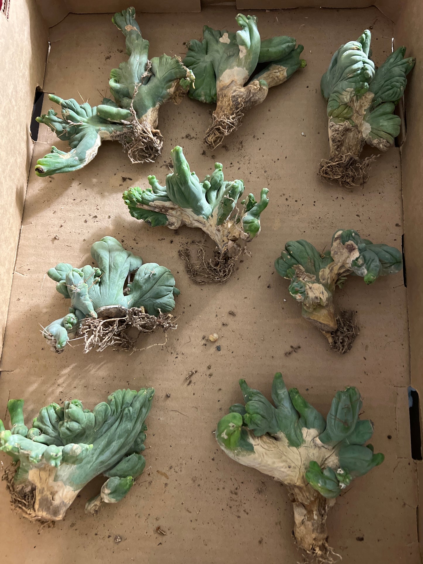 Trichocereus Bridgesii Monstrose Crested (TBM Crested) - Rooted Plant
