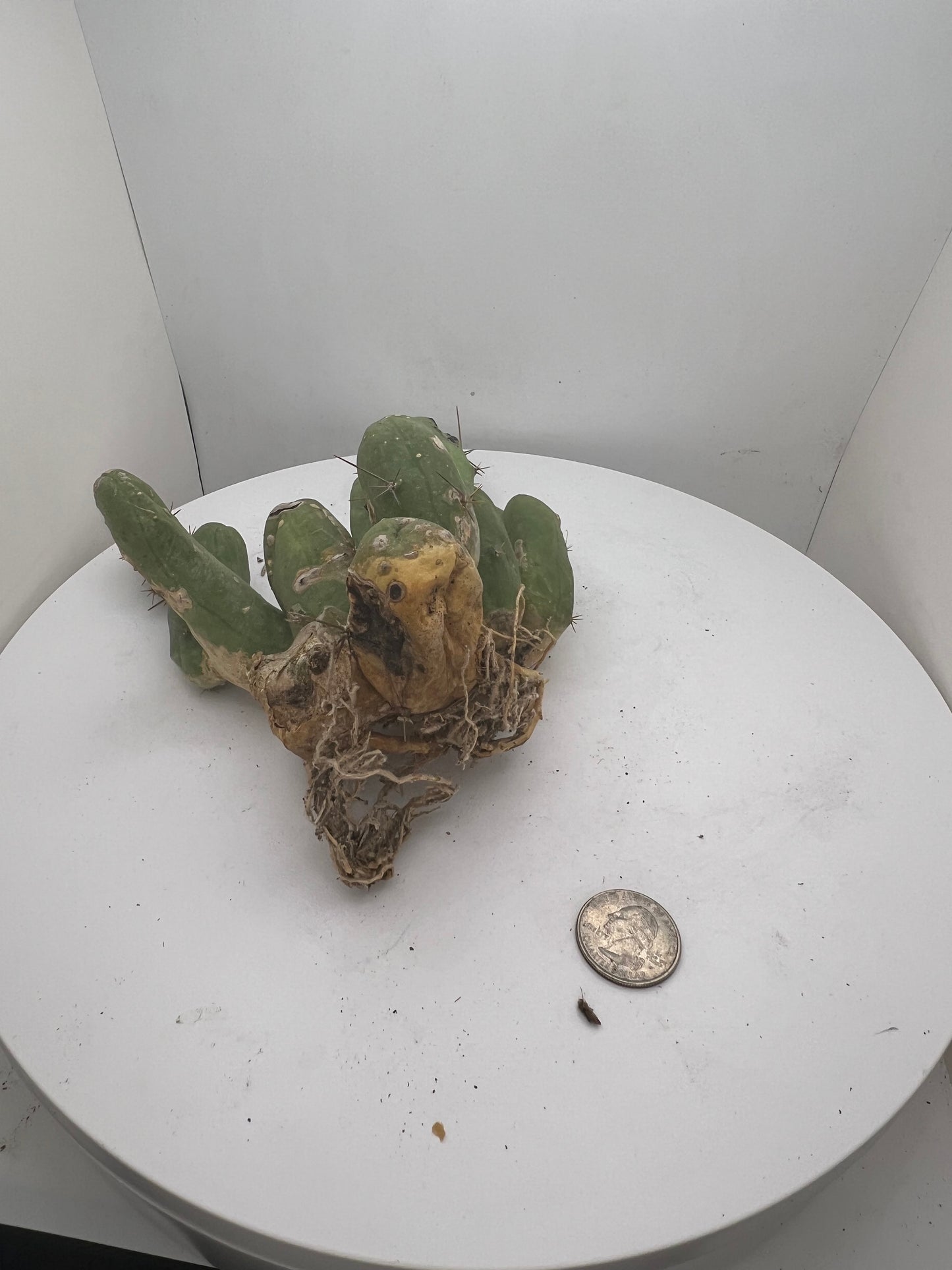 Trichocereus Bridgesii Monstrose (TBM Short Form) 13 nodes- Rooted Plant