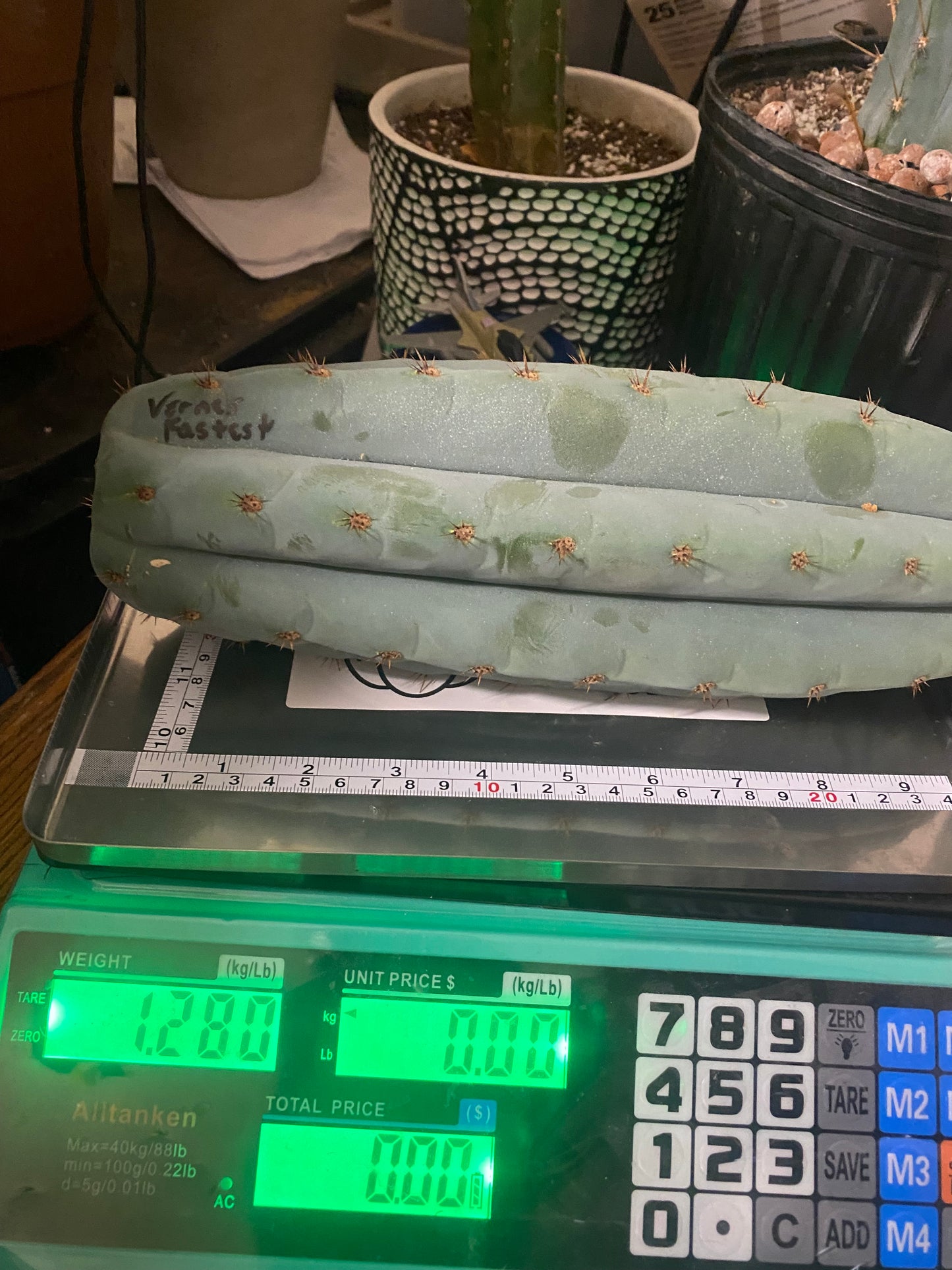 Vernes Fastest Trichocereus Peruvianus