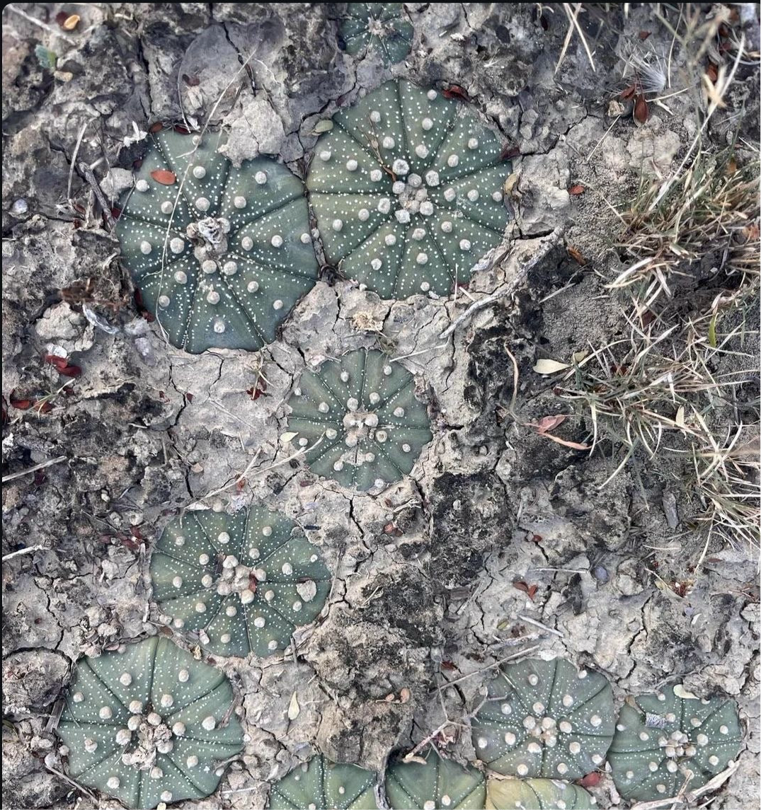 Larger Atrophytum L.Texanis 5-6yo
