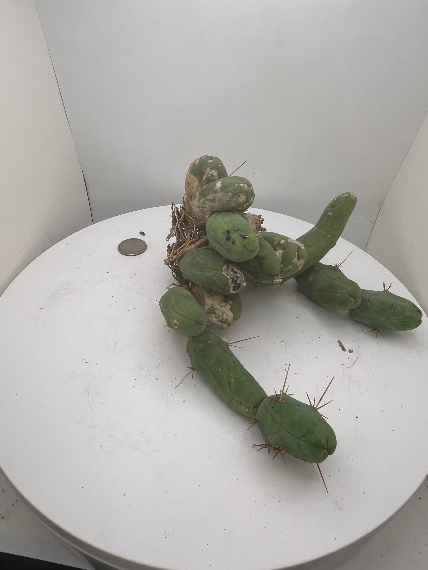 Trichocereus Bridgesii Monstrose (TBM Short Form) 13 nodes- Rooted Plant