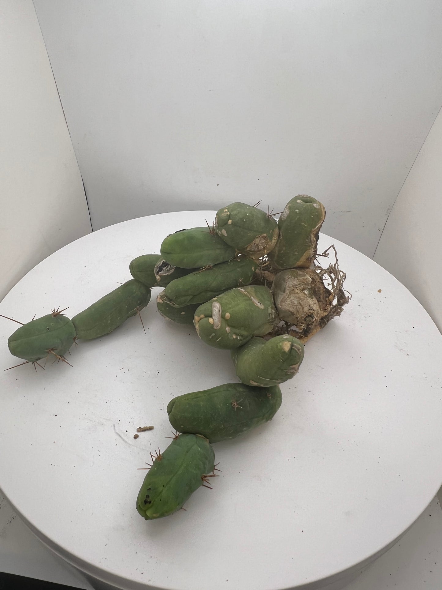 Trichocereus Bridgesii Monstrose (TBM Short Form) 13 nodes- Rooted Plant