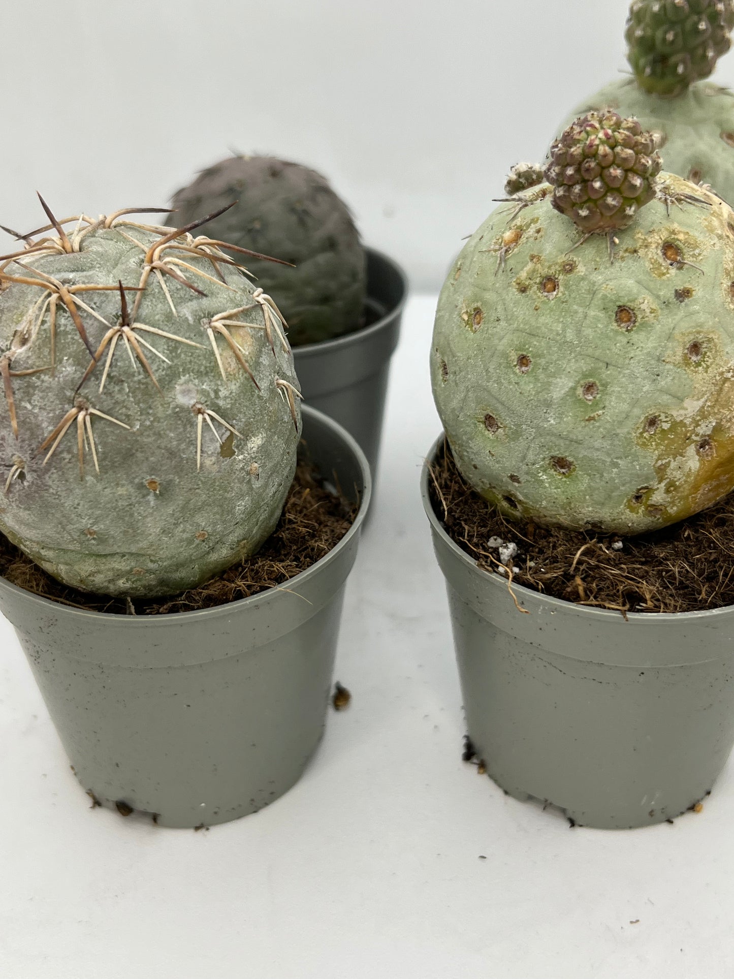Tephrocactus Geometricus