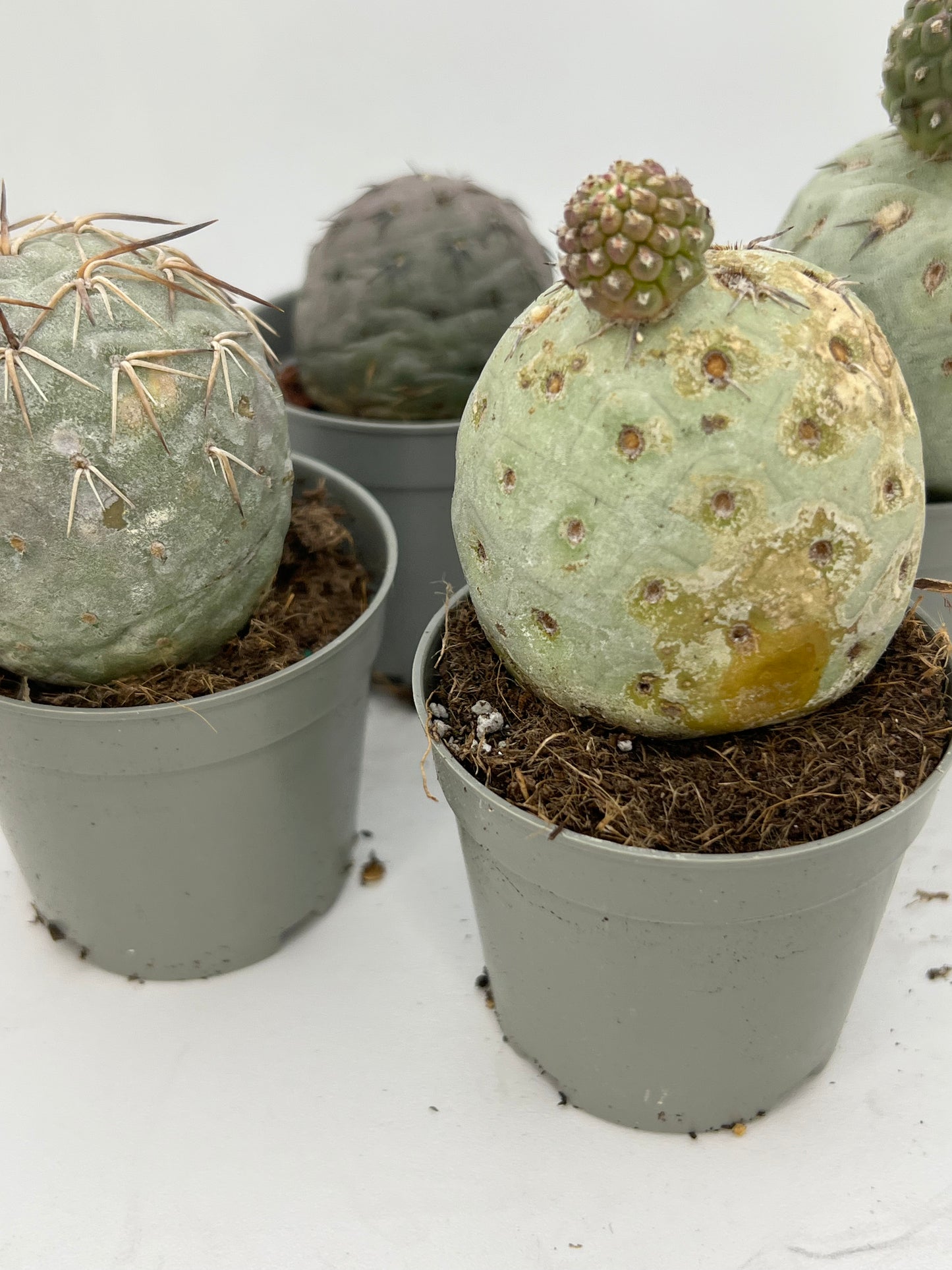 Tephrocactus Geometricus