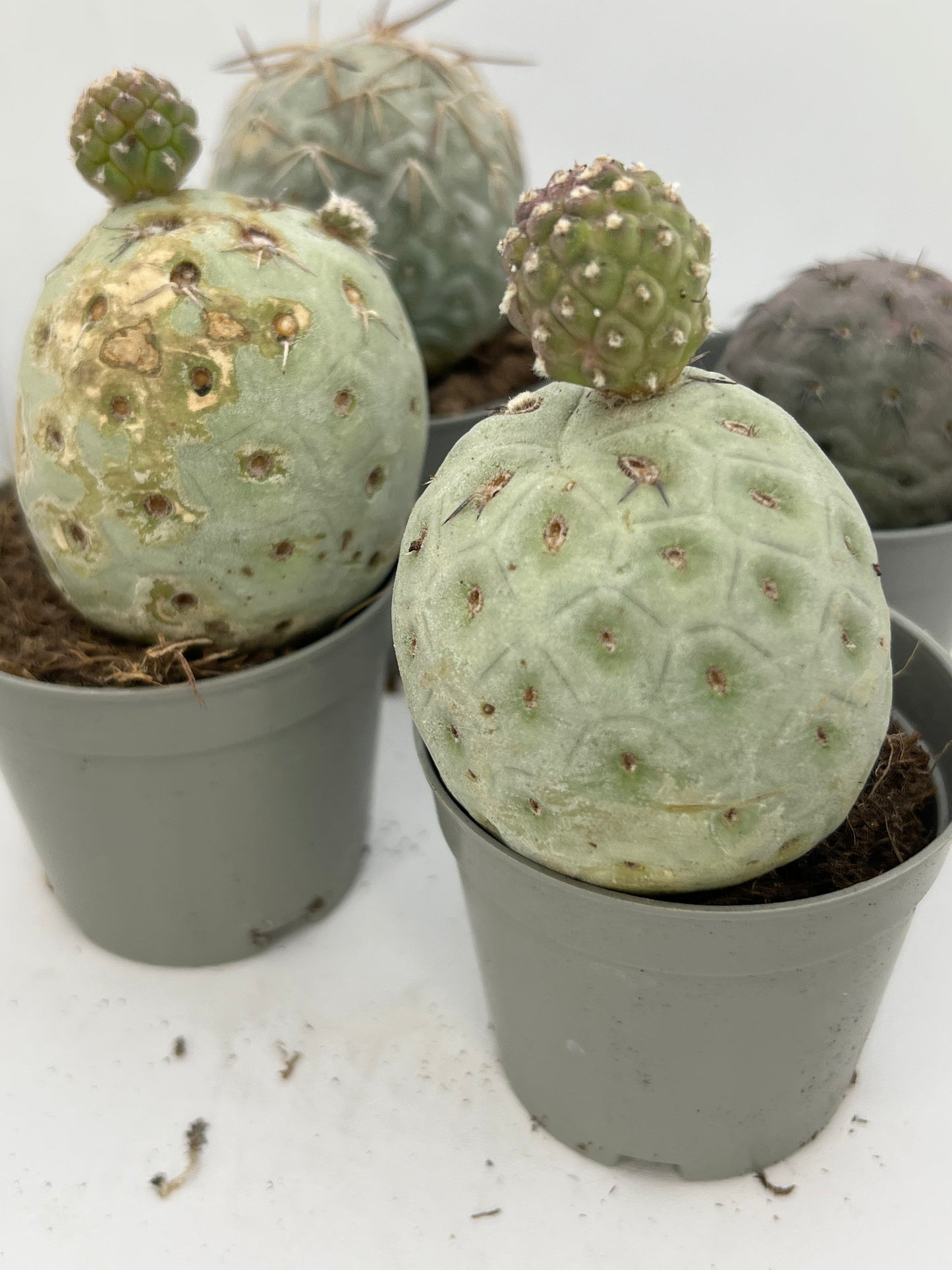 Tephrocactus Geometricus