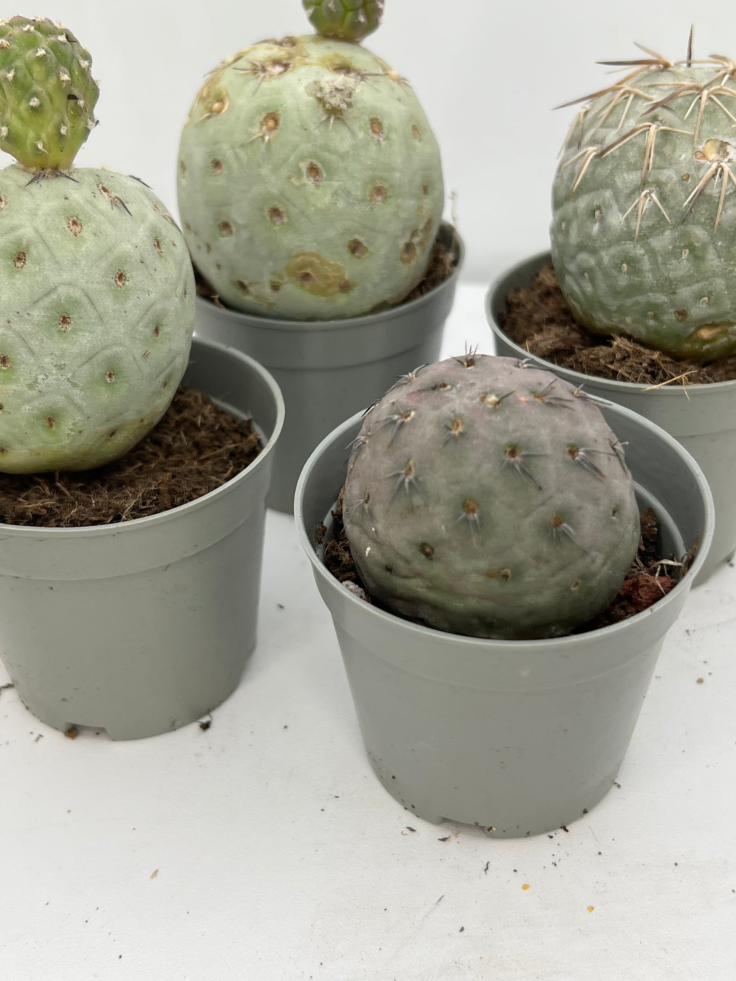Tephrocactus Geometricus