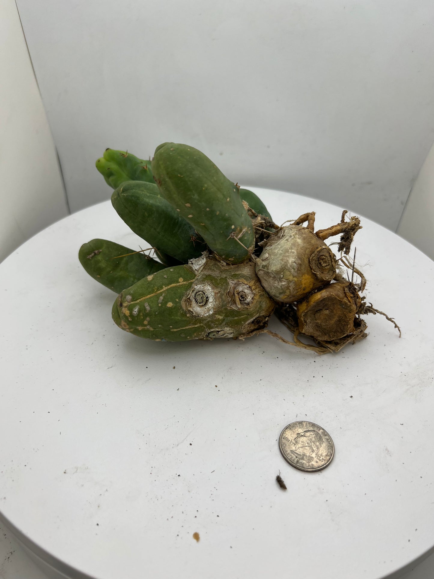 Trichocereus Bridgesii Monstrose (TBM Short Form) 8 nodes- Rooted Plant