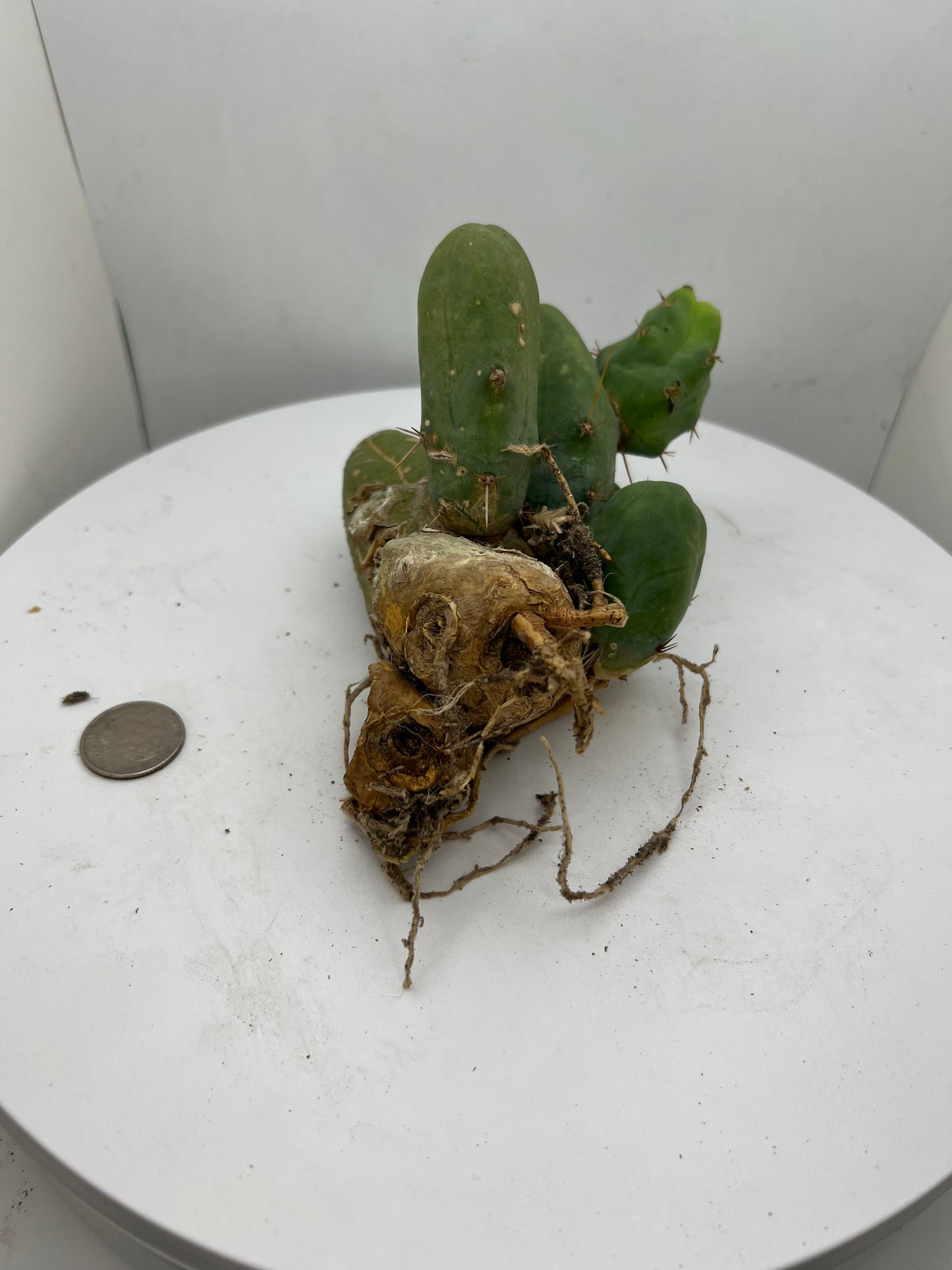 Trichocereus Bridgesii Monstrose (TBM Short Form) 8 nodes- Rooted Plant