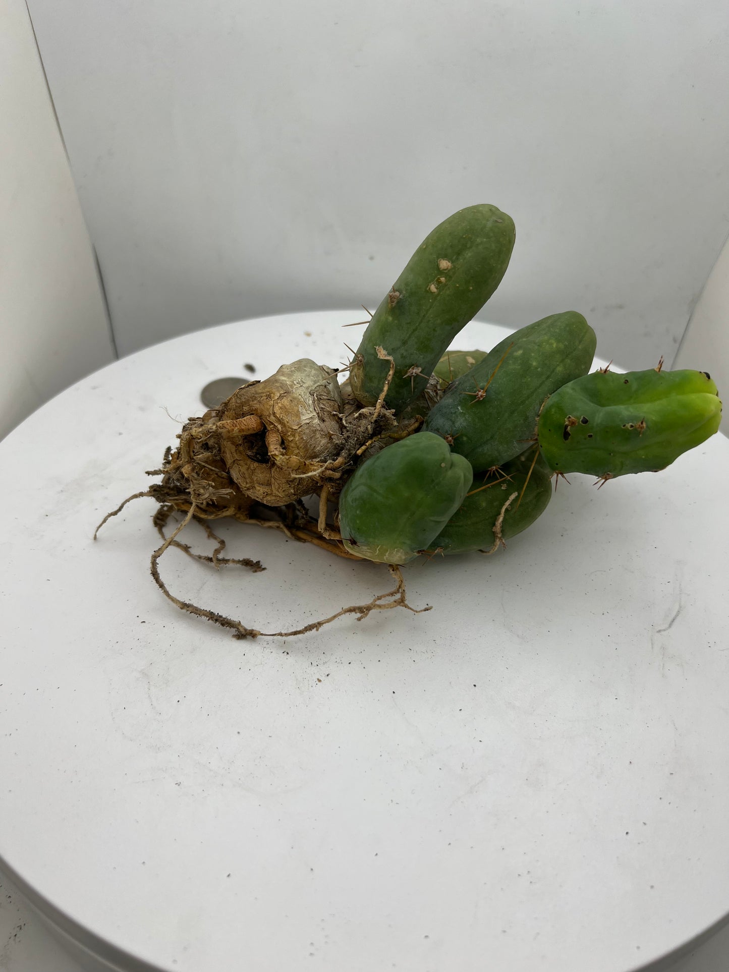 Trichocereus Bridgesii Monstrose (TBM Short Form) 8 nodes- Rooted Plant