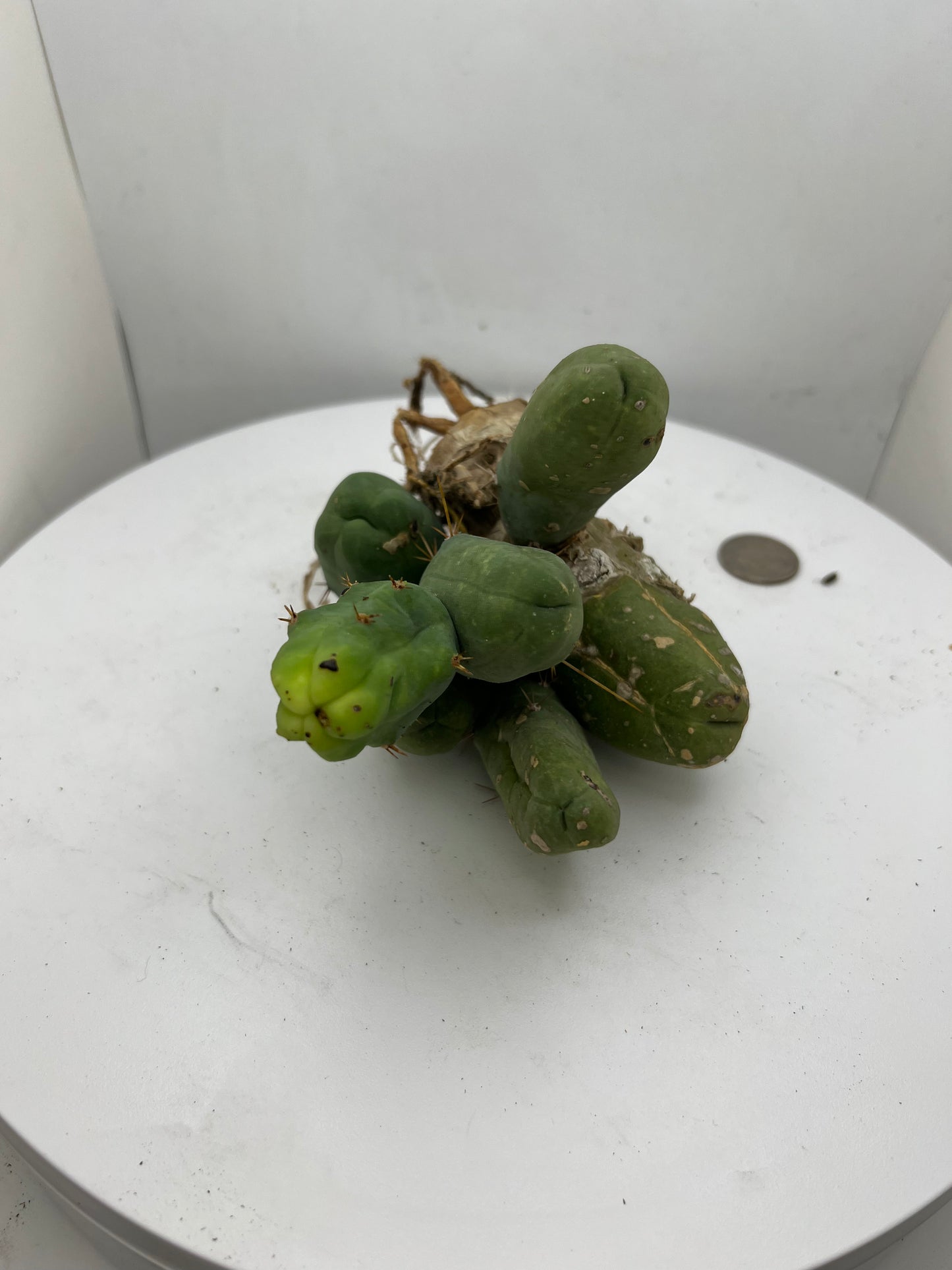 Trichocereus Bridgesii Monstrose (TBM Short Form) 8 nodes- Rooted Plant