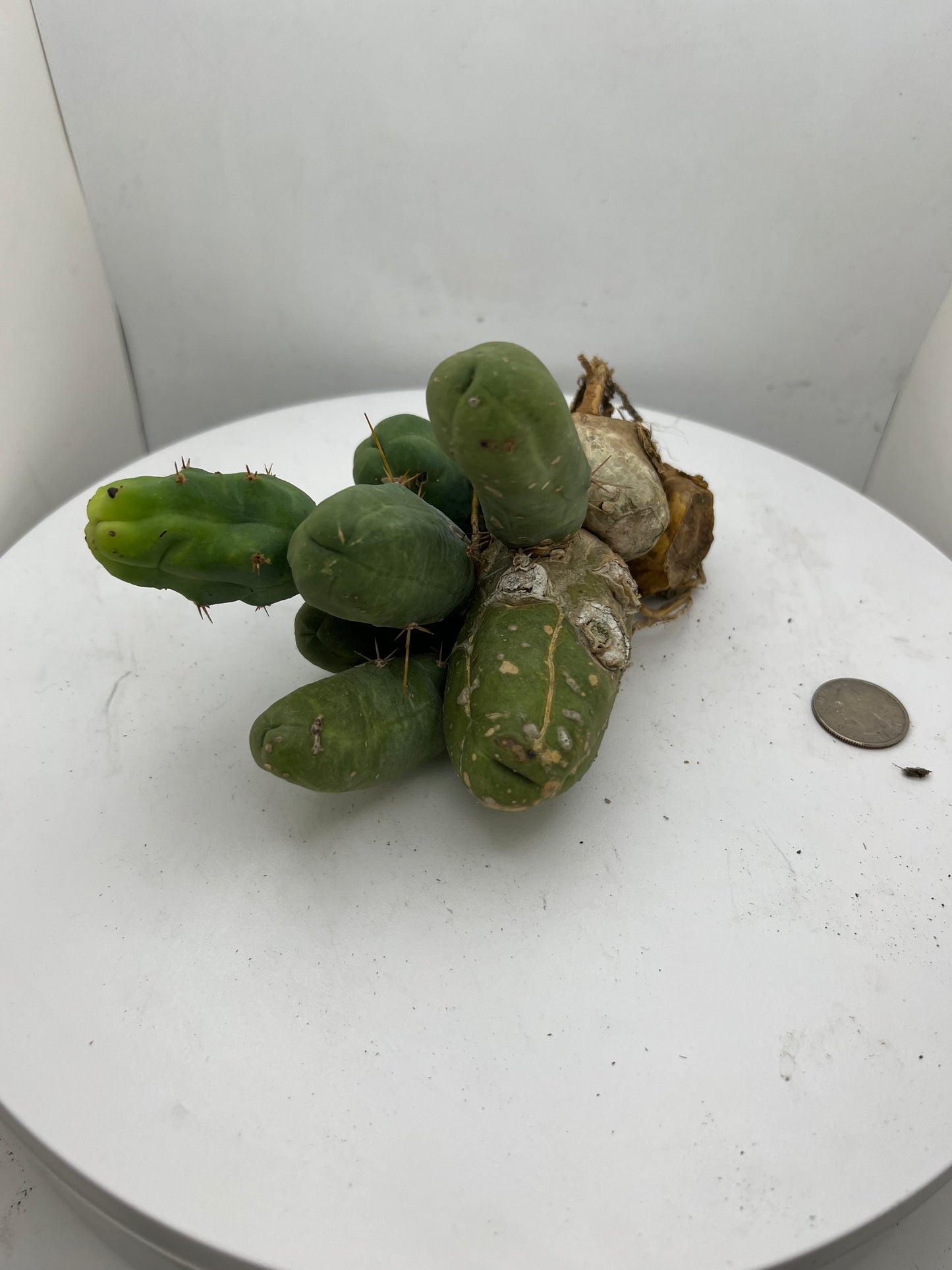 Trichocereus Bridgesii Monstrose (TBM Short Form) 8 nodes- Rooted Plant