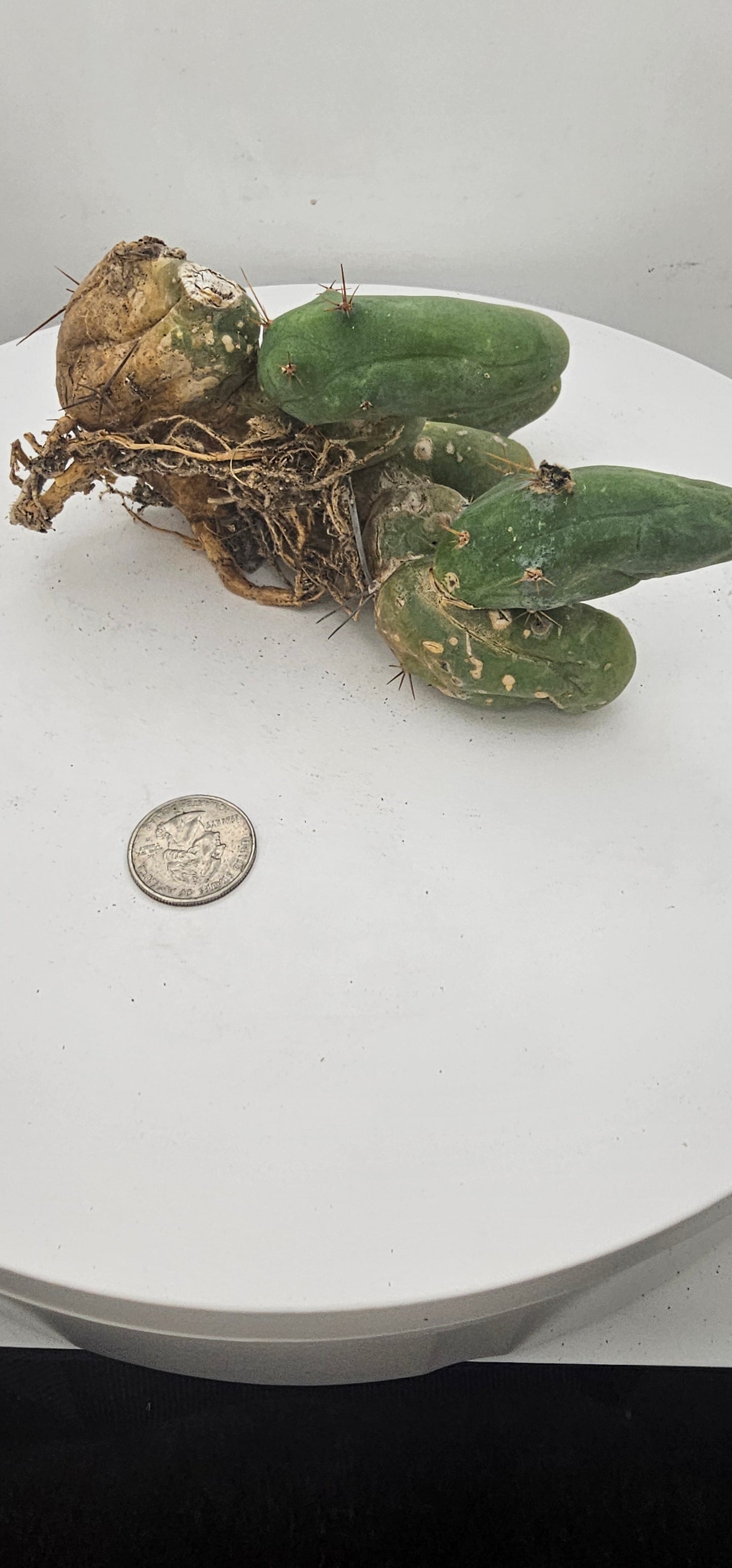 Trichocereus Bridgesii Monstrose (TBM Short Form) 9 nodes- Rooted Plant
