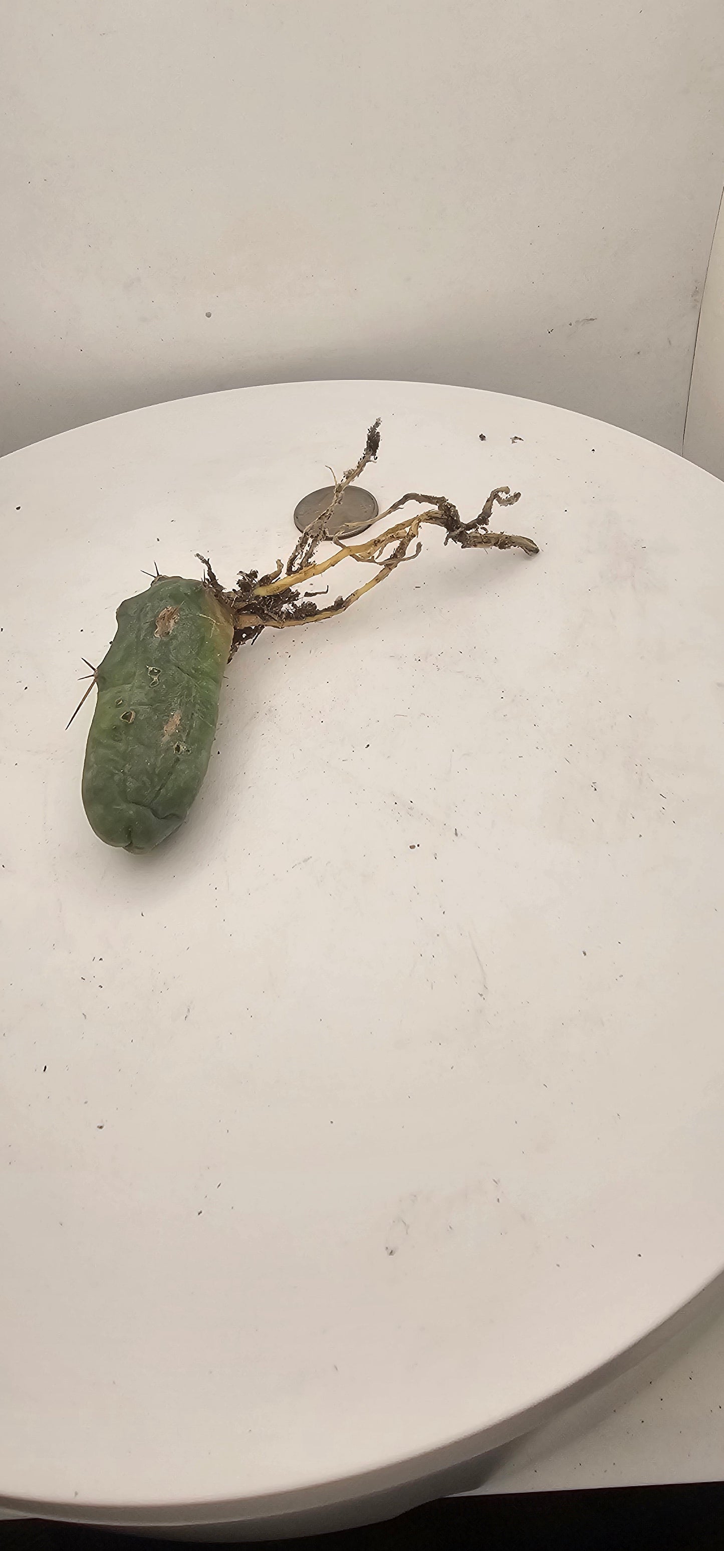 Trichocereus Bridgesii Monstrose (TBM Short Form) 1 nodes- Rooted Plant