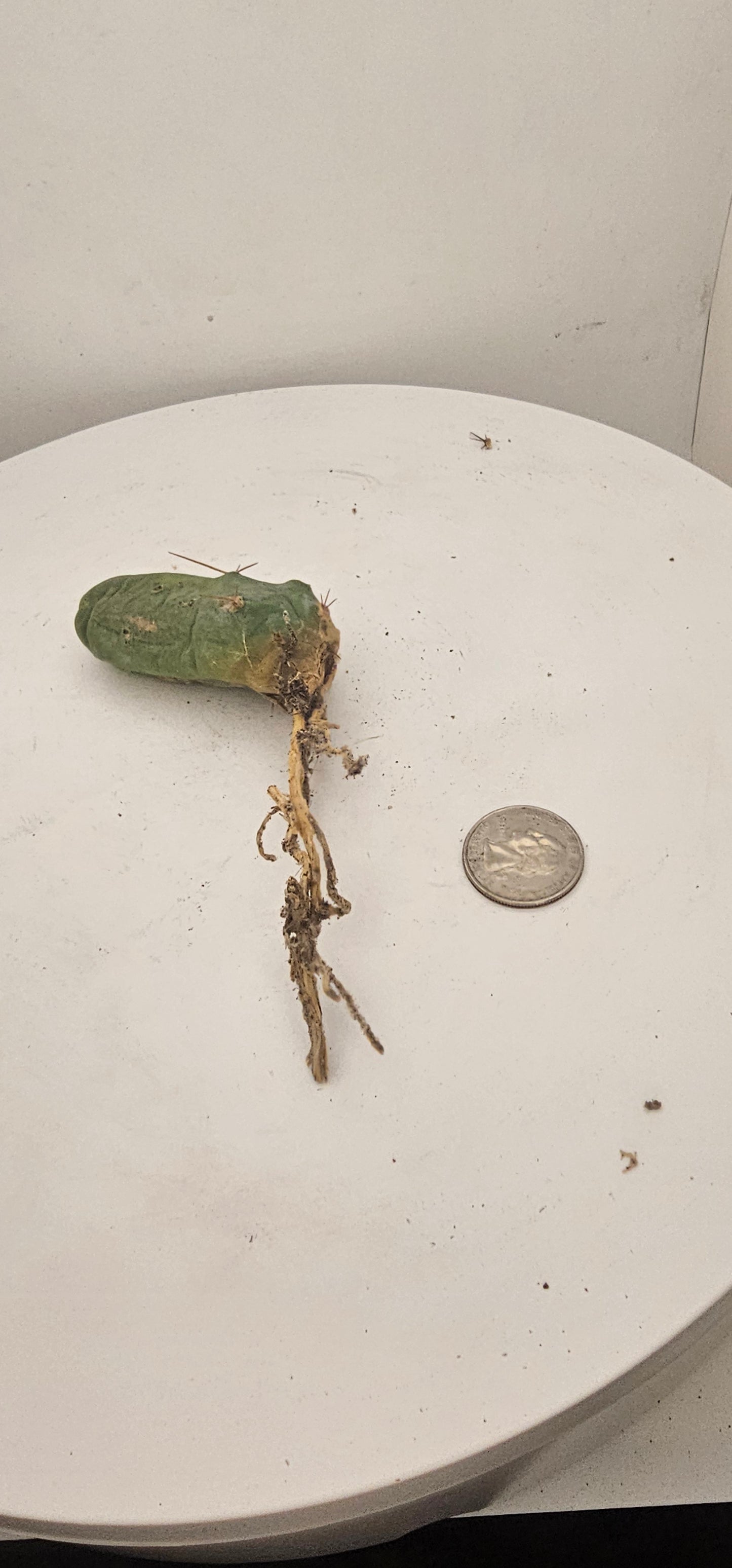 Trichocereus Bridgesii Monstrose (TBM Short Form) 1 nodes- Rooted Plant