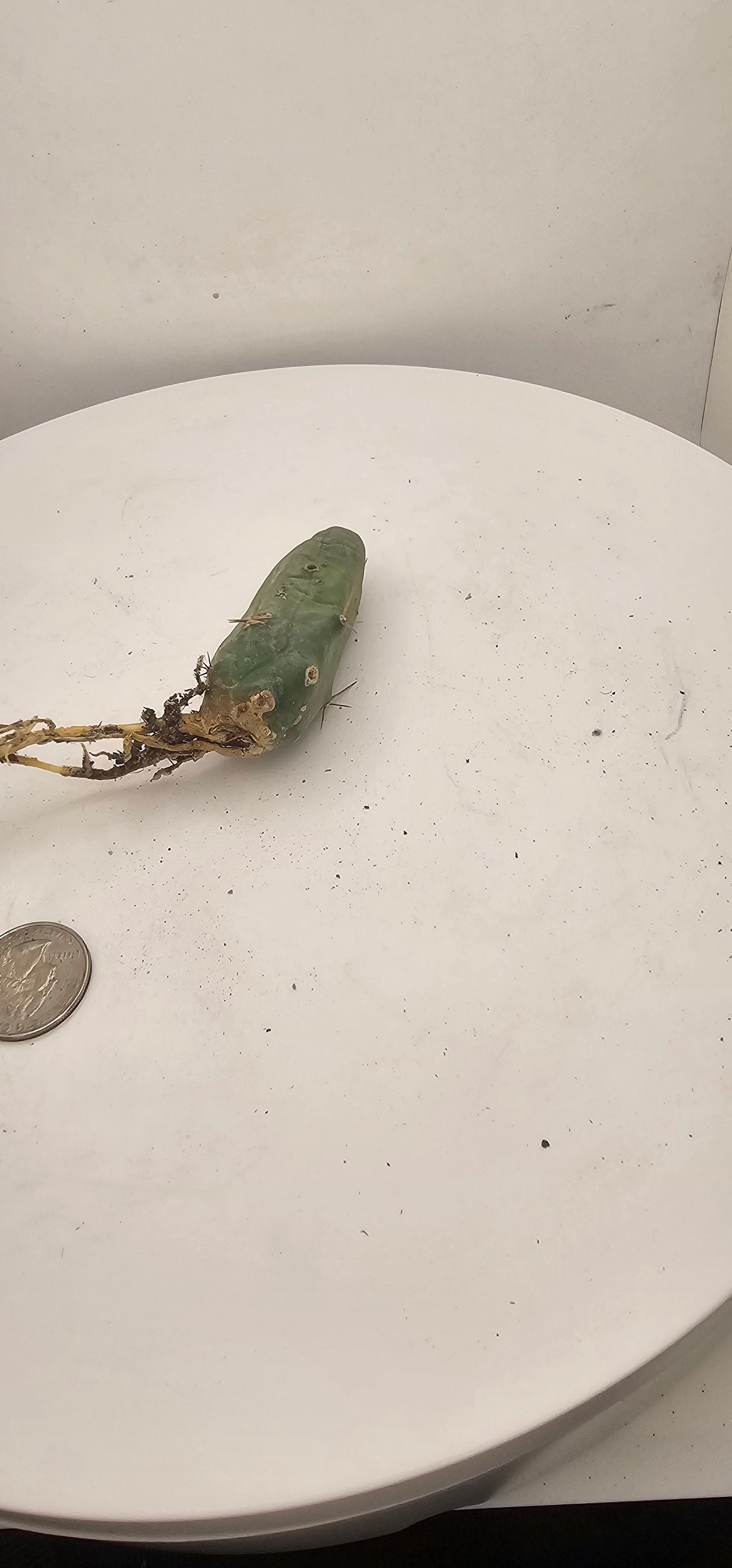 Trichocereus Bridgesii Monstrose (TBM Short Form) 1 nodes- Rooted Plant