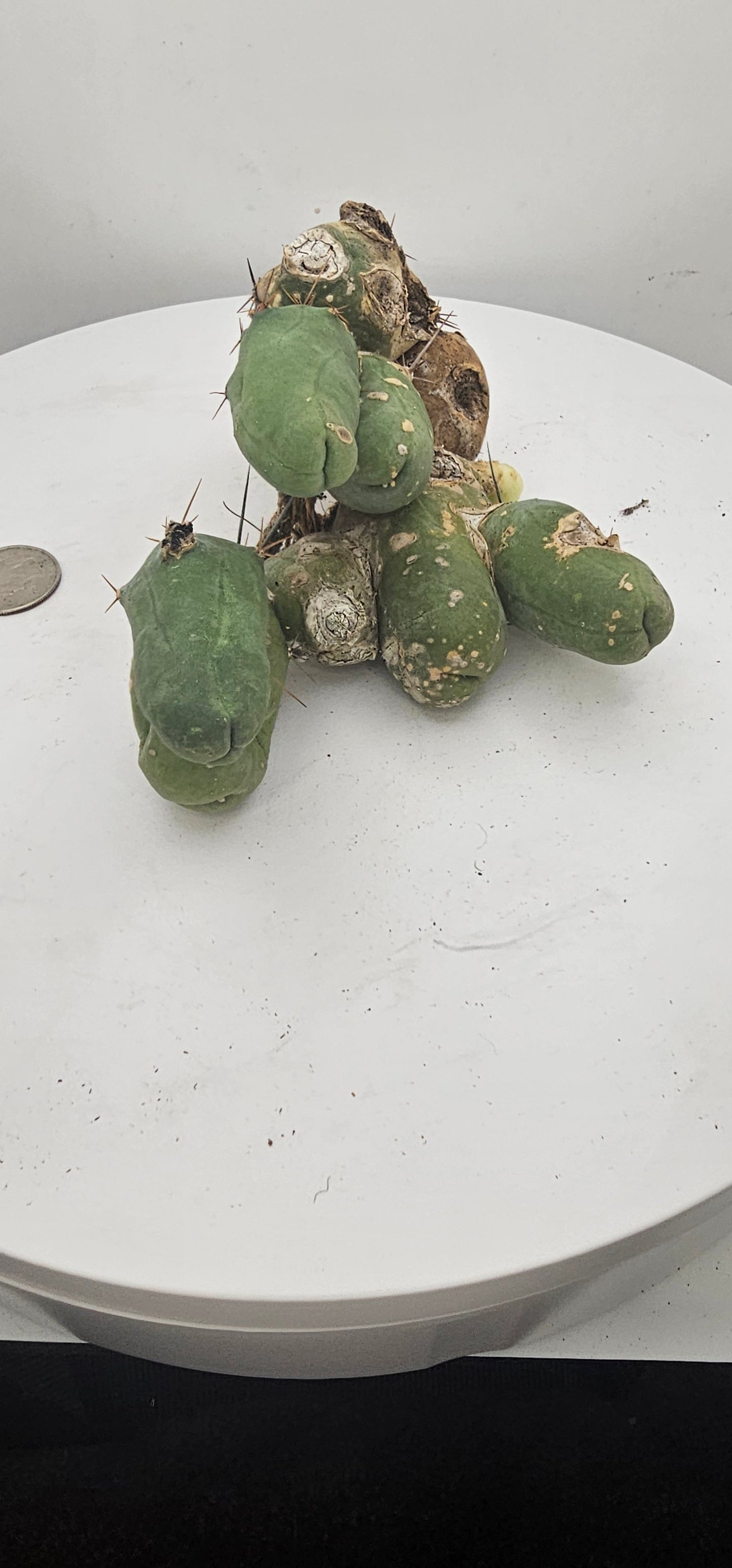 Trichocereus Bridgesii Monstrose (TBM Short Form) 9 nodes- Rooted Plant