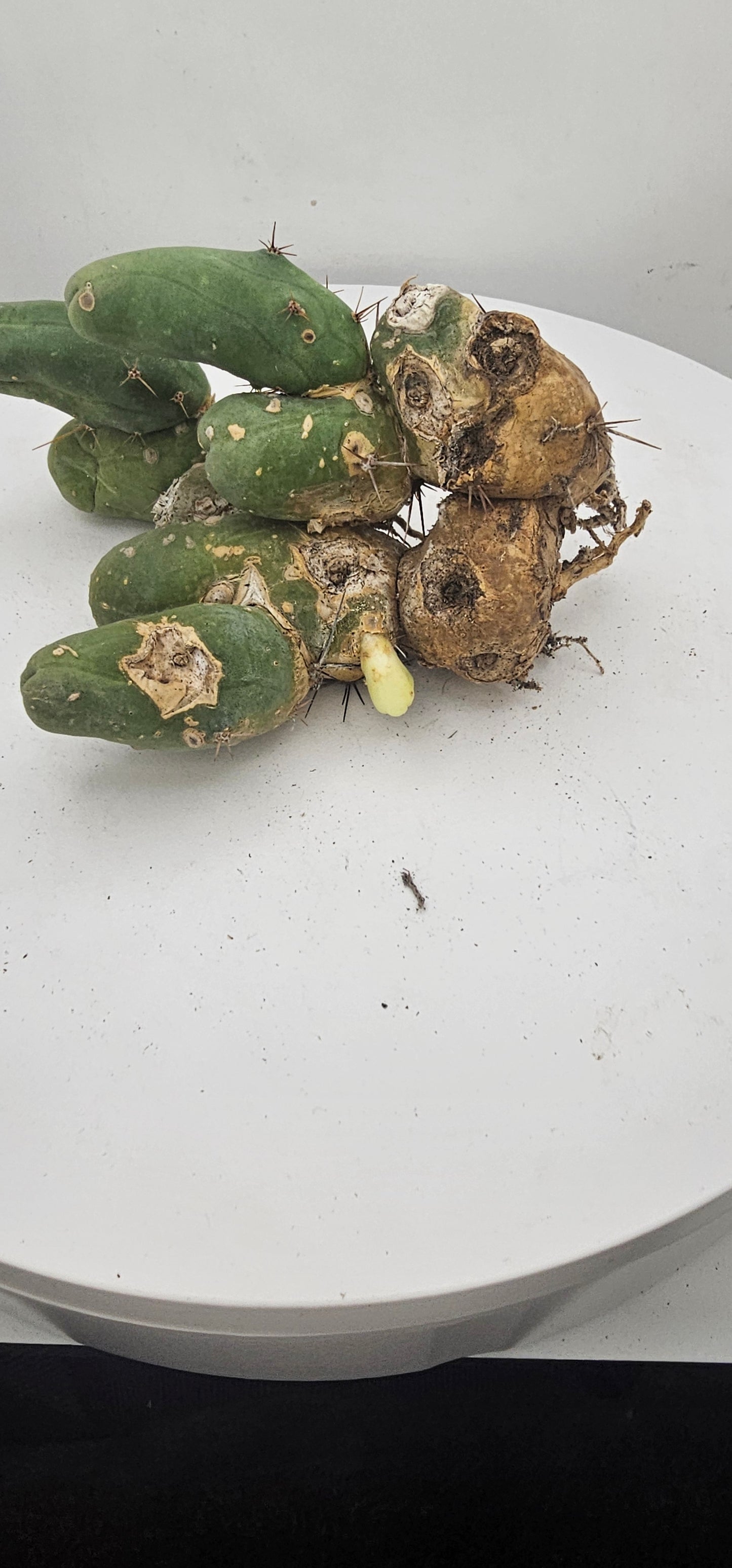 Trichocereus Bridgesii Monstrose (TBM Short Form) 9 nodes- Rooted Plant