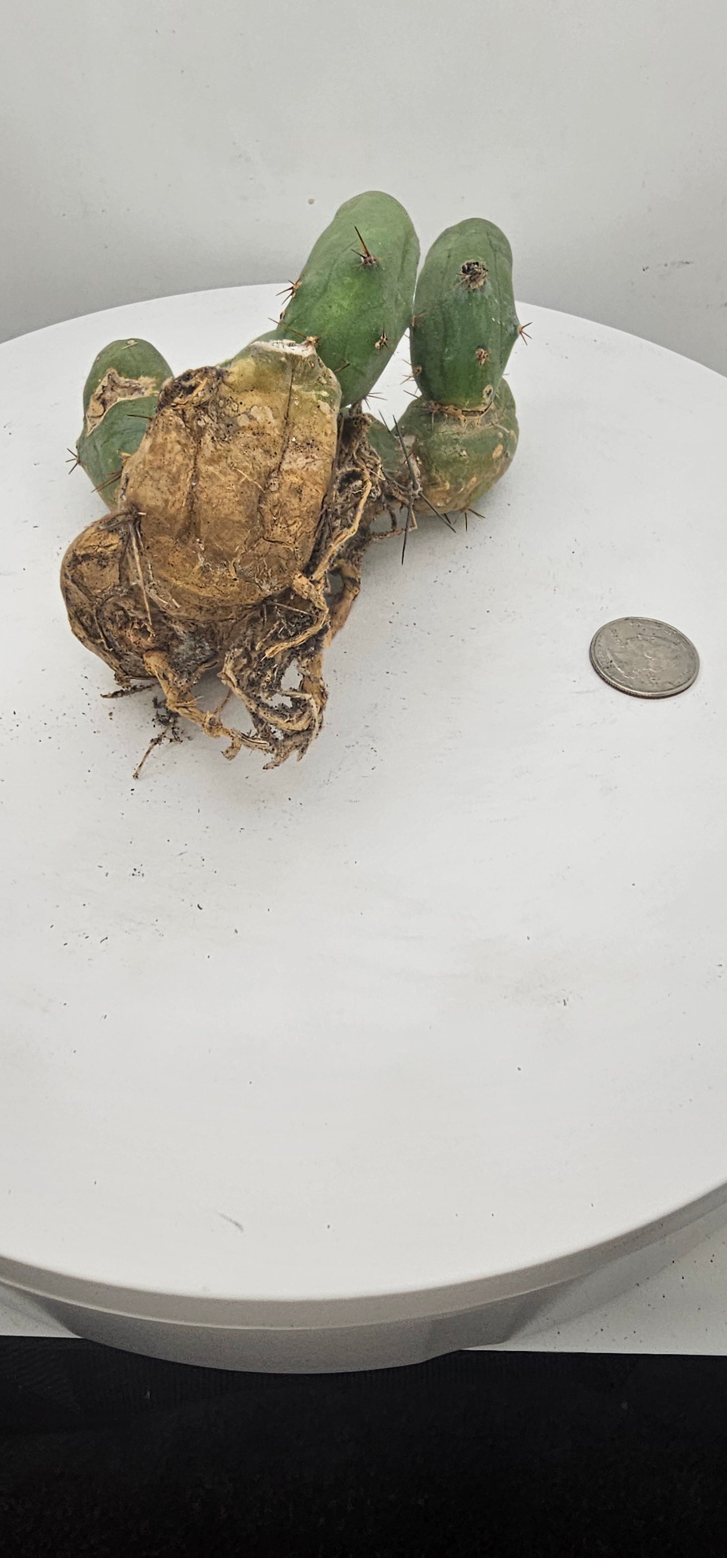Trichocereus Bridgesii Monstrose (TBM Short Form) 9 nodes- Rooted Plant