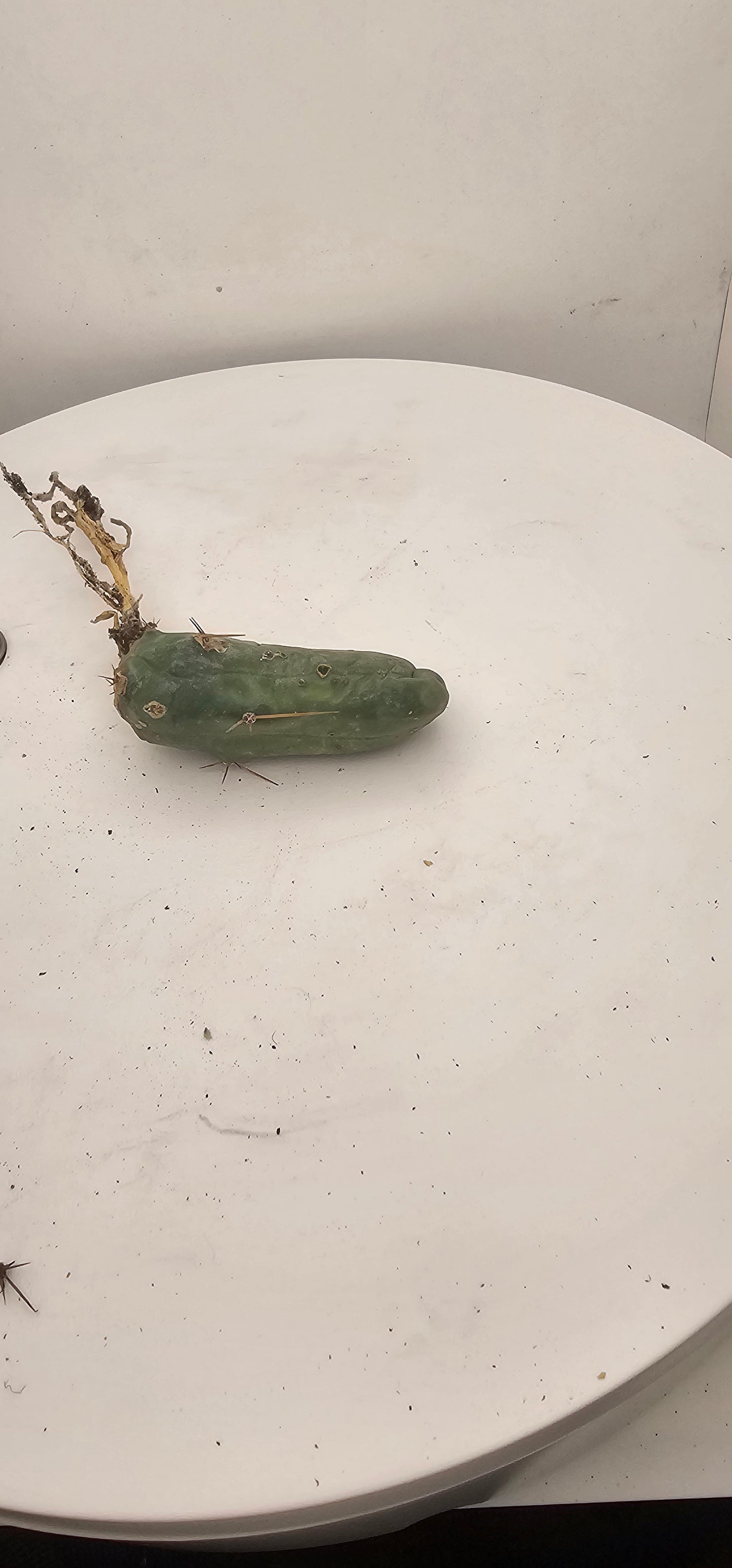 Trichocereus Bridgesii Monstrose (TBM Short Form) 1 nodes- Rooted Plant