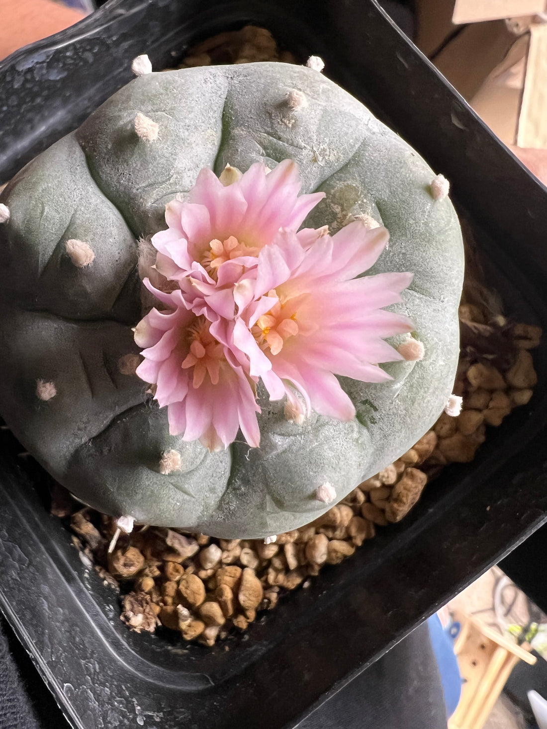Growing Lophophora at each stage! Seed to Mature Plants