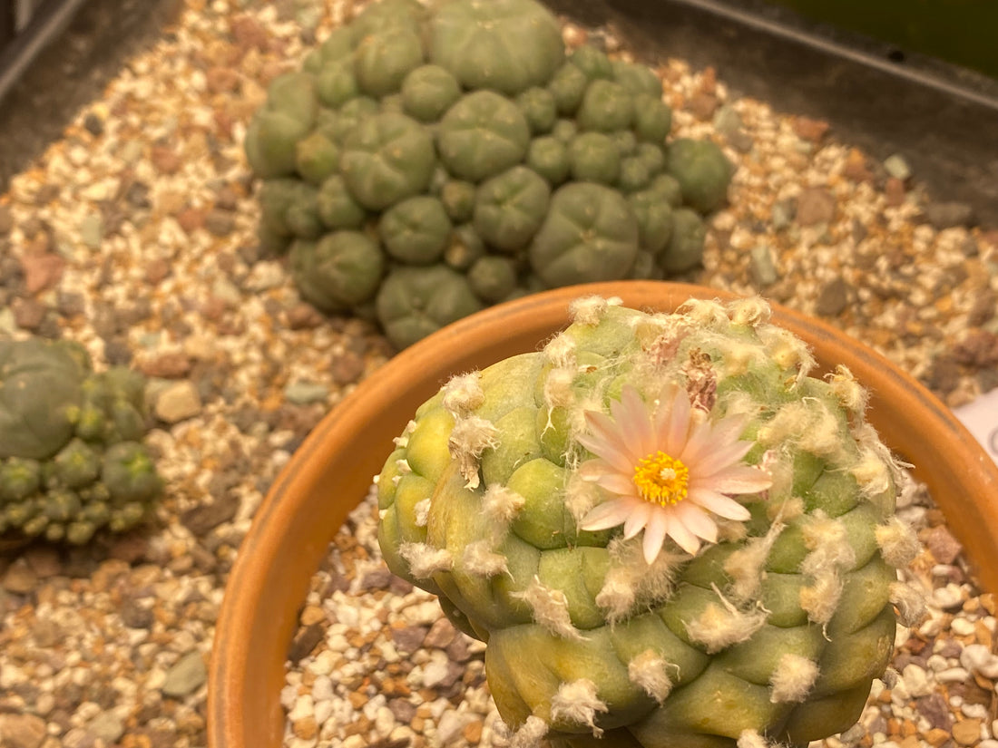 Lophophora Care instructions