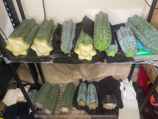 Sacred Cacti Sale This Saturday - Featuring San Pedro & Lophophora! 🌵✨