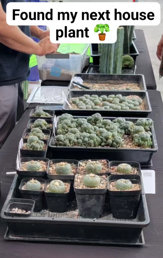 Sacred Cacti Sale This Saturday 9/14 - Featuring San Pedro & Lophophora! 🌵✨