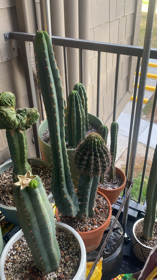 Comprehensive Guide to San Pedro Cactus (Trichocereus species) Care