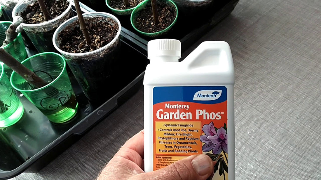 Garden Phos: A Vital Supplement for Healthy Lophophora Growth